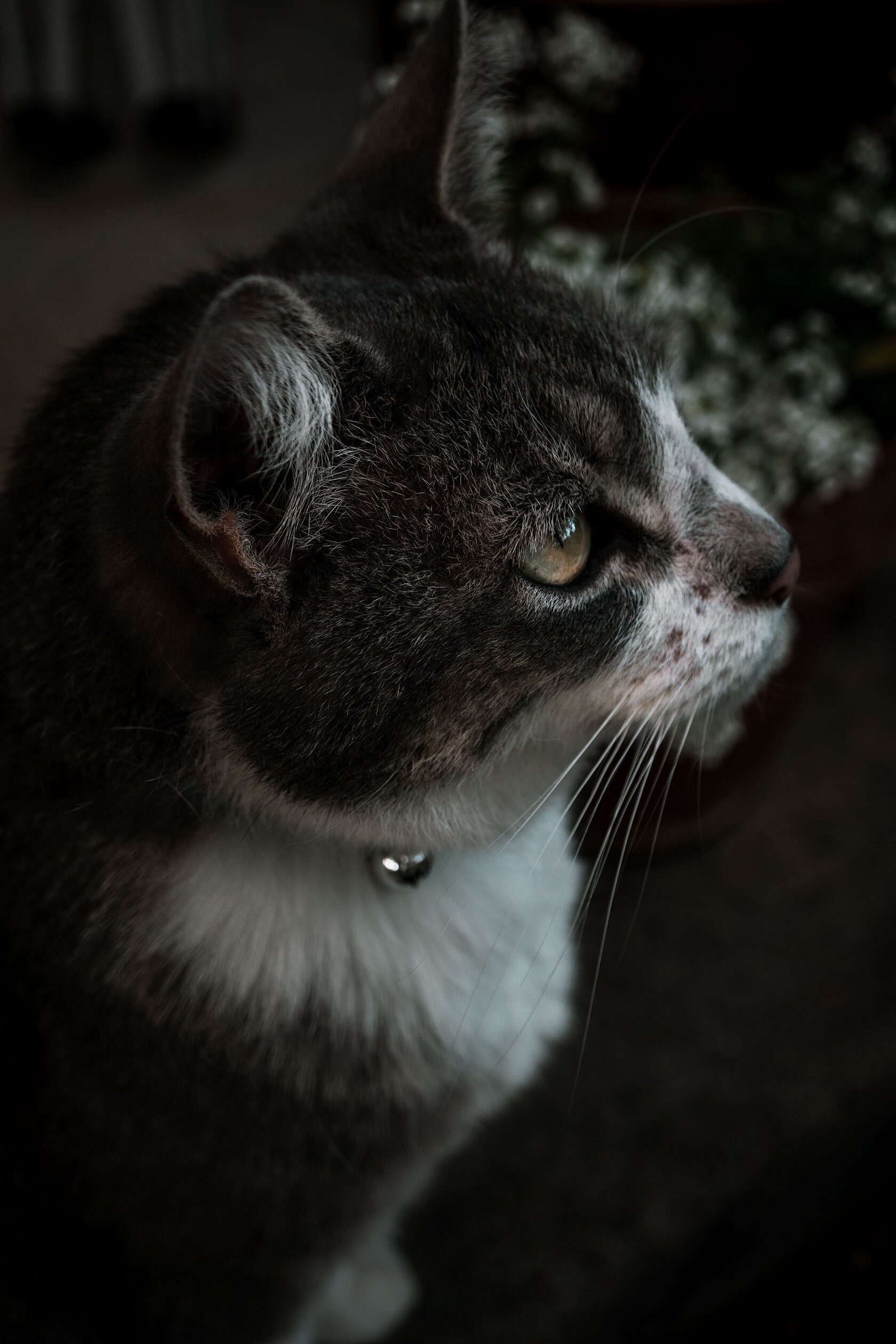 Grey and white tabby cat looks knowingly off into the distance with a sense of power and majesty. Taken in Pocatello, Idaho.