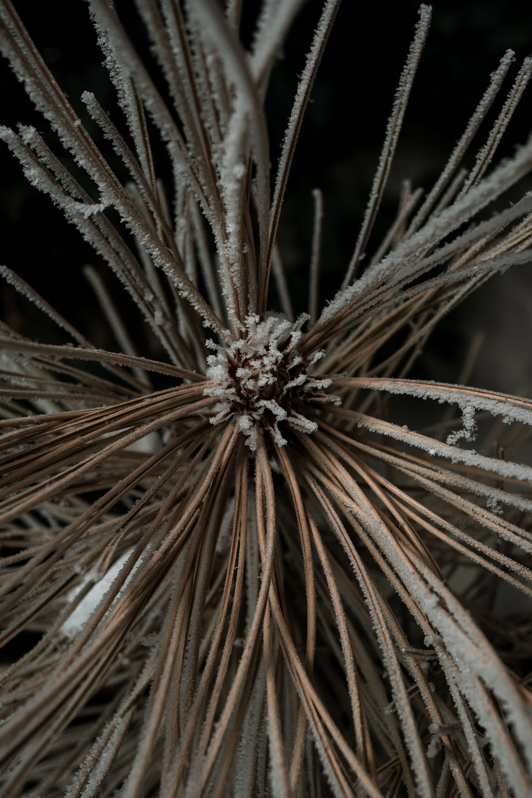 View looking down into the end of a branch of light brown pine needles coated in white frost, it resembles some sort of flower. Pocatello, Idaho.
