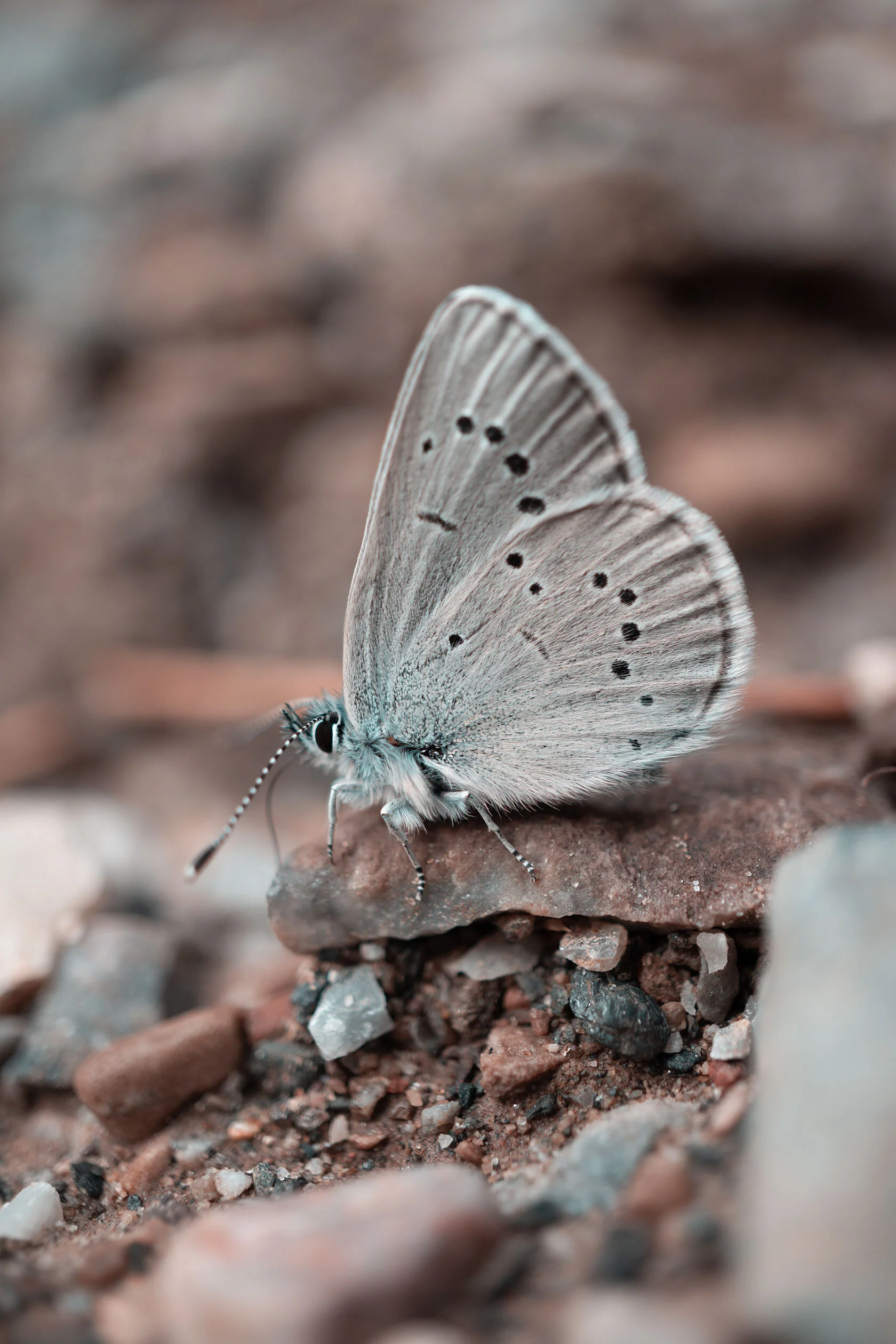 bug’s eye view of small, white, black, and teal butterfly in profile sitting on some red and teal stones. Island Park, Idaho.