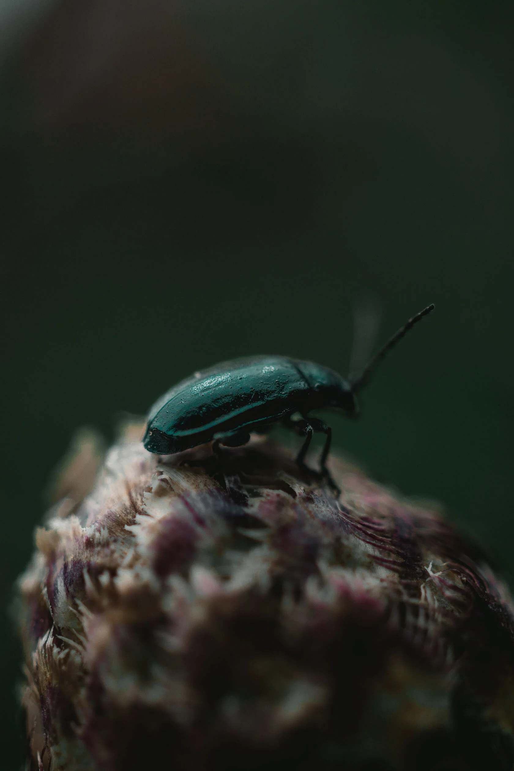 Iridescent teal and black beetle siting on a thistle flower relative bud: therefore, the bud resembles an artichoke. the background is fully blurred. Pocatello, Idaho.