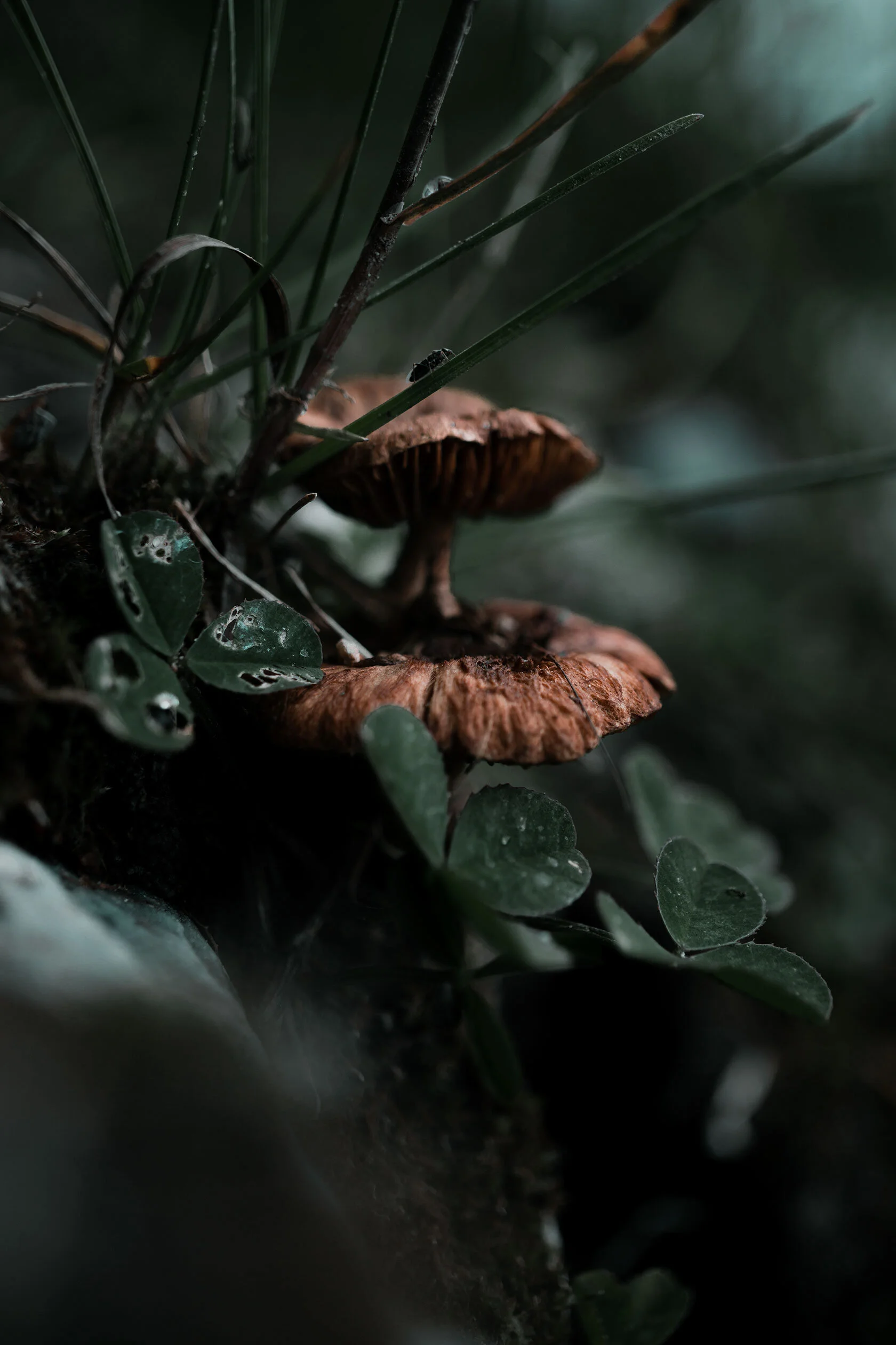 Two layered small brown mushroom growing from rocky lake bank surrounded by clovers. Wade Lake, Montana.