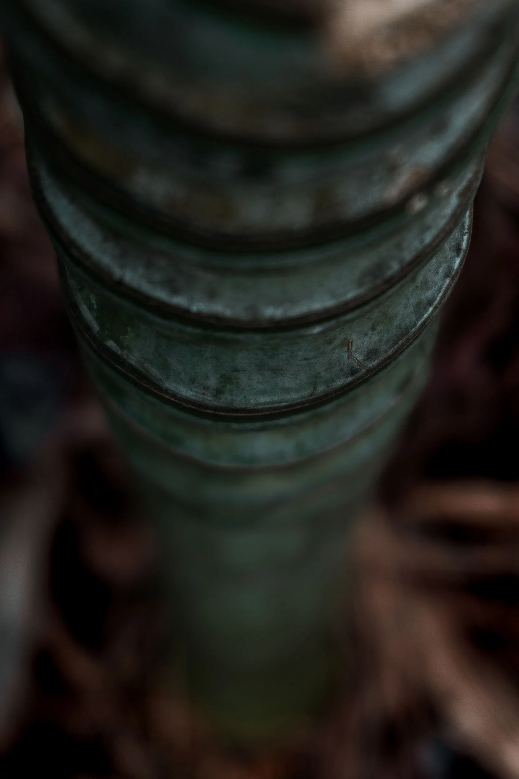 Close up looking down stalk of a faded green bamboo plant growing out of light brown foliage. Atlanta or Marietta, Georgia.