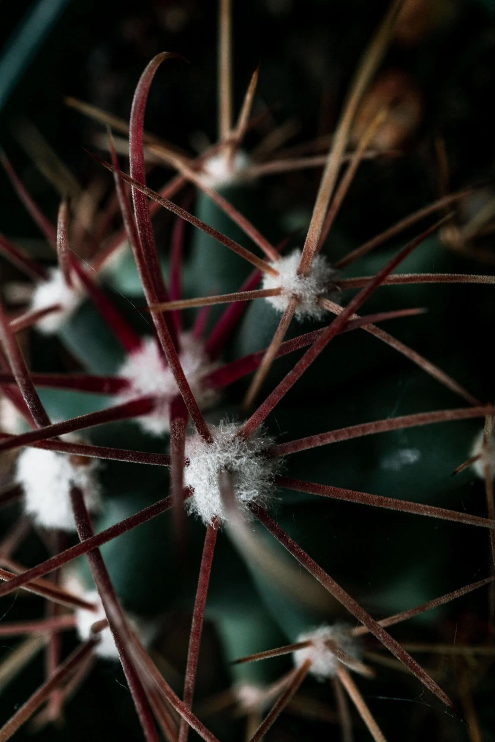 Clean light filters onto small, round, green cactus. red, orange, and gold spines protrude from spheres of white fluff on the cactus. Idaho State University in Pocatello, Idaho.