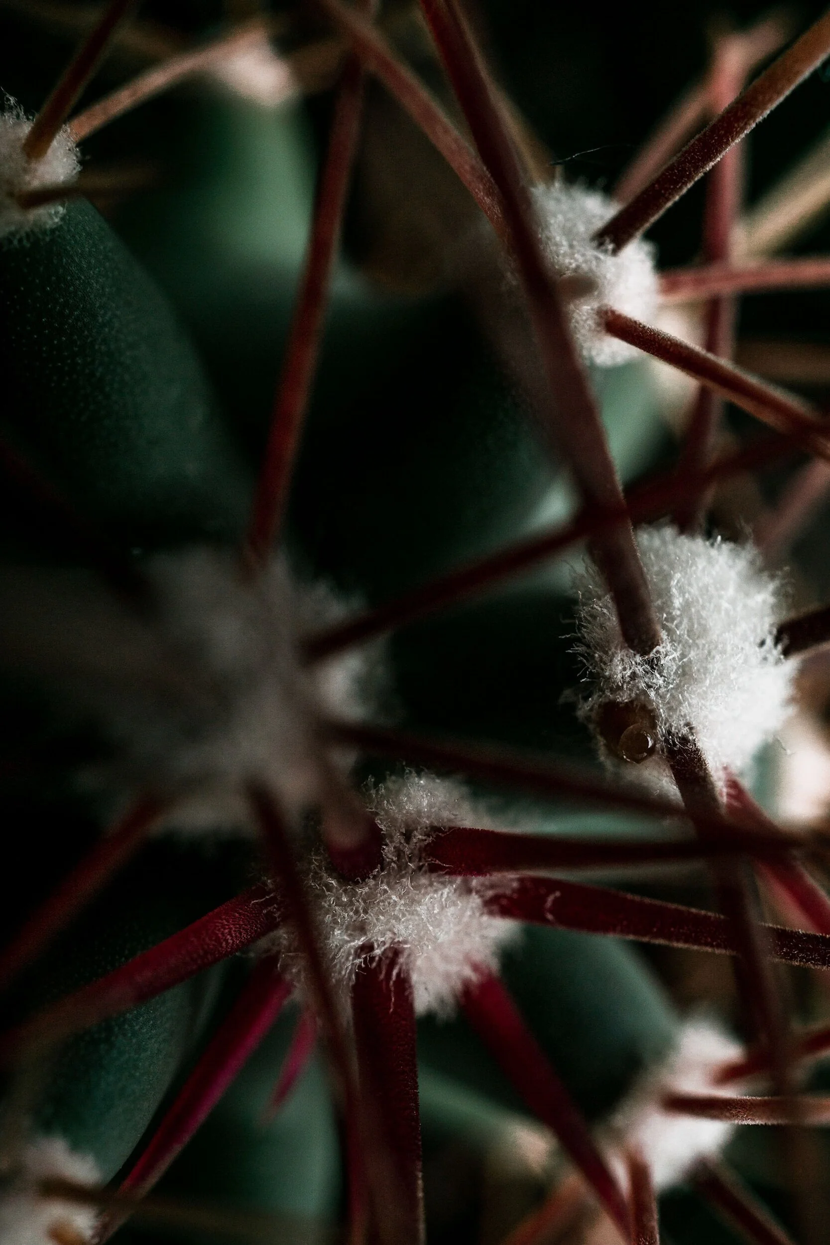 Clean light filters onto small, round, green cactus. red, orange, and gold spines protrude from spheres of white fluff on the cactus. Idaho State University in Pocatello, Idaho.