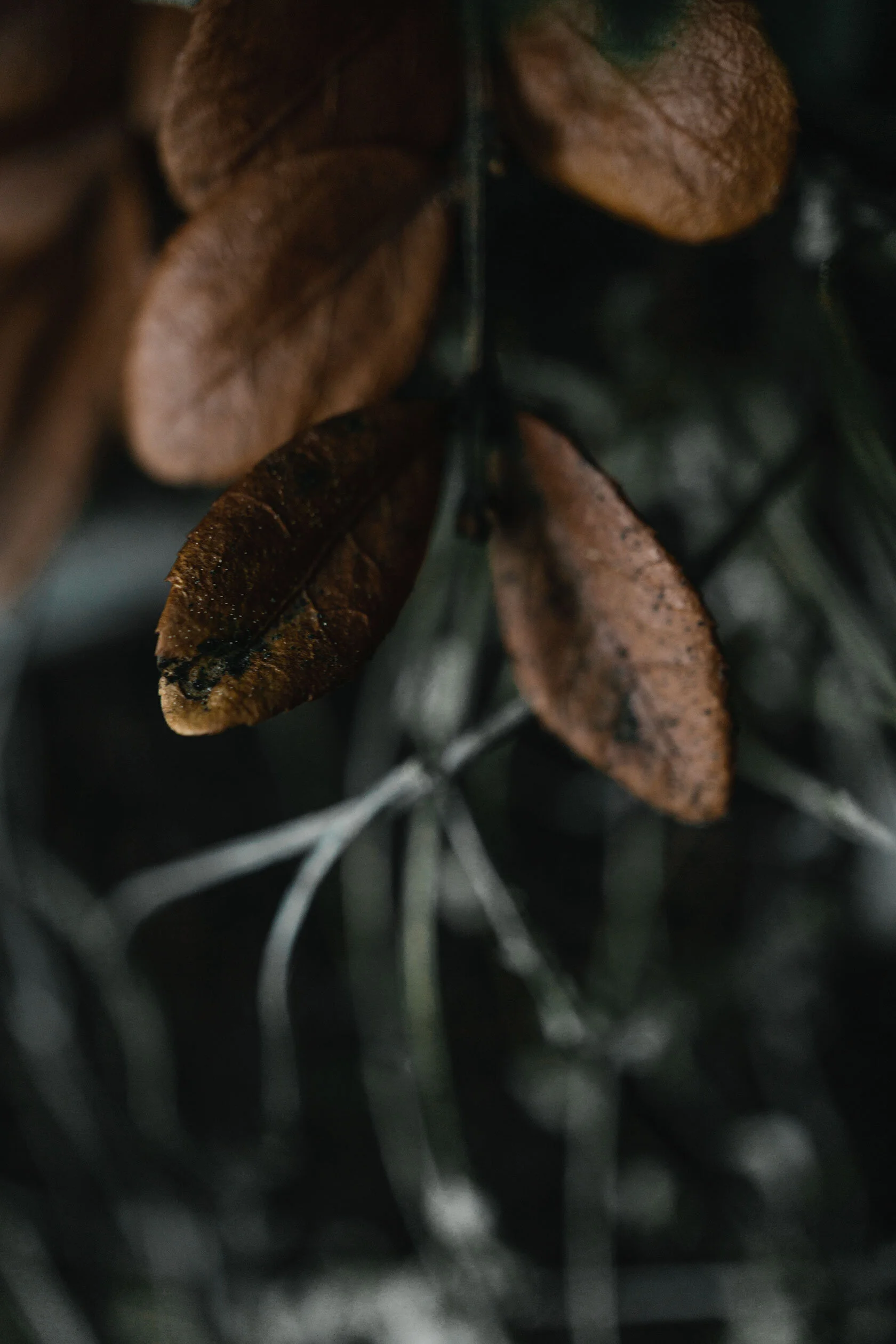 Orange leaves of a small bush or shrub fade into grey twigs. Wade Lake, Montana.