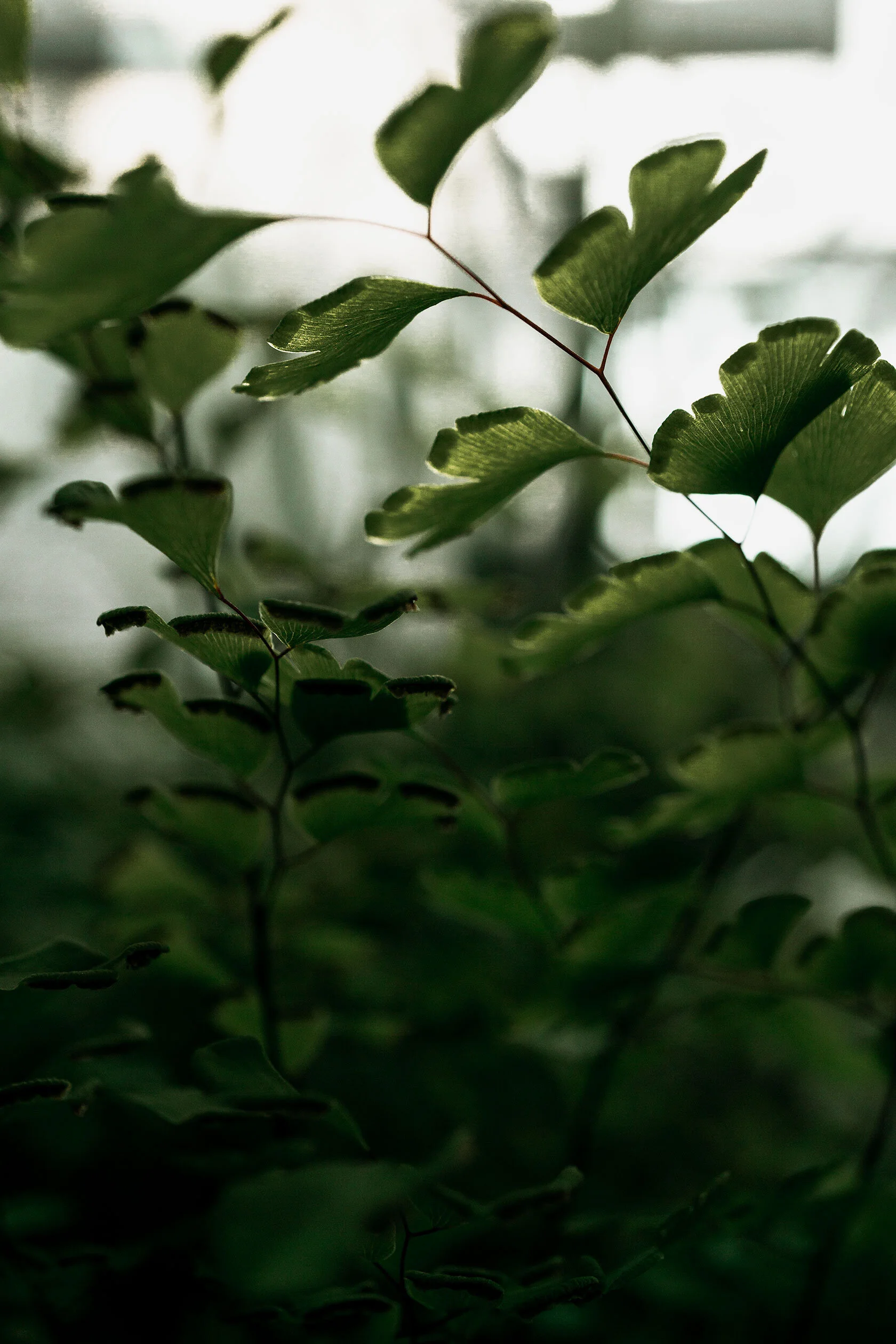 diffused white light filters onto and through maiden hair fern’s green leaves. Idaho State University in Pocatello, Idaho.