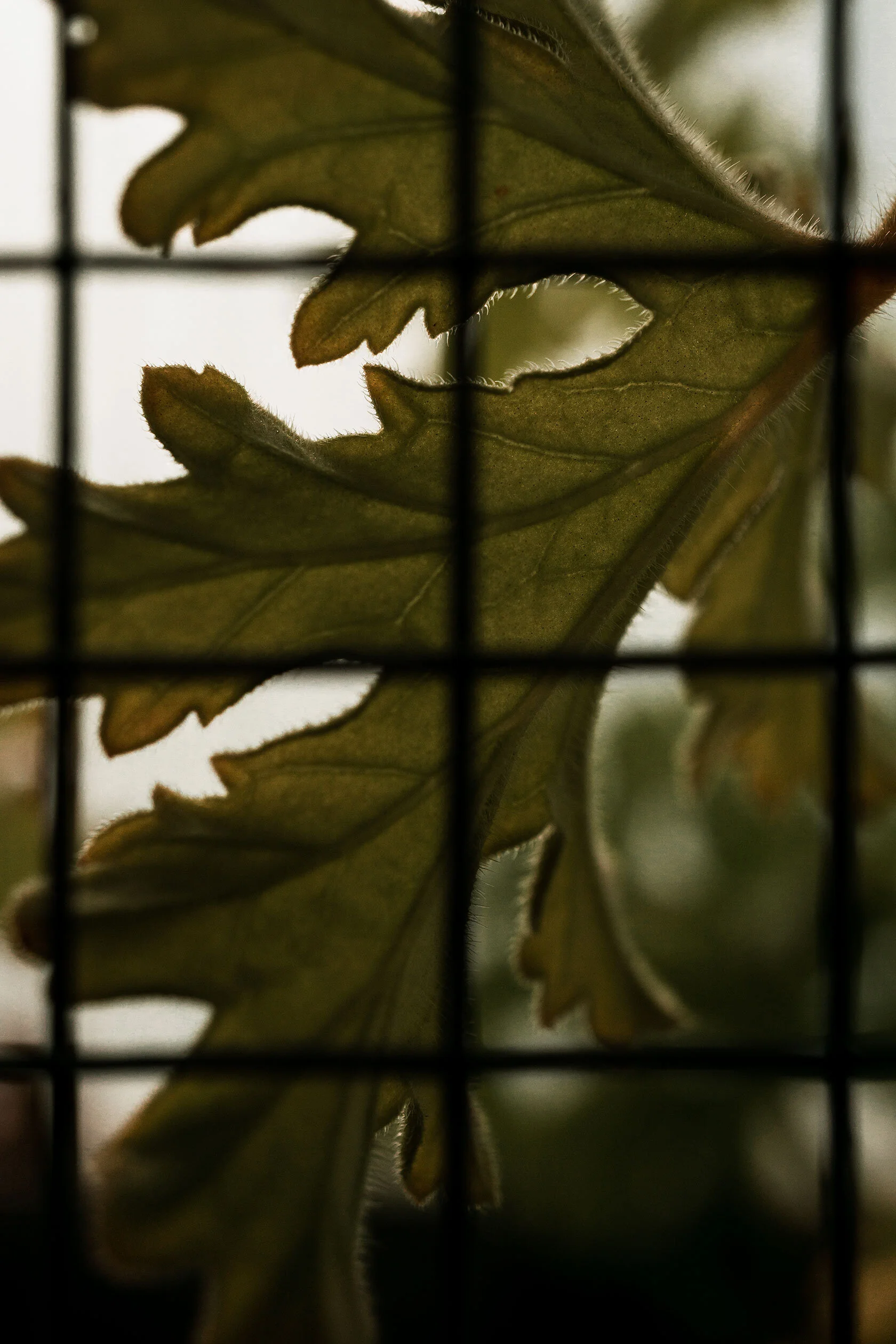 Warm diffused light filters through yellow green geranium leaf behind blurred, cage like wire grid. Idaho State University in Pocatello, Idaho.