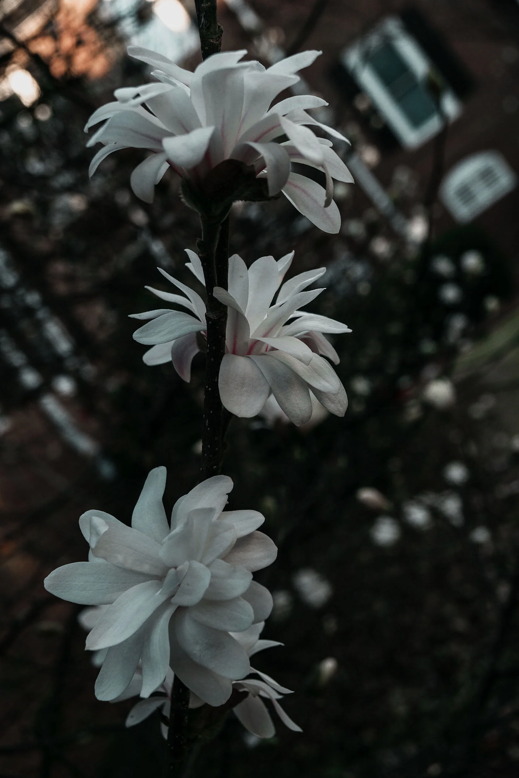 Branch, barren except for three white flowers resembling fountains or fireworks. Their names are Bob, Joe, and Bob, respectively. Marietta, Georgia.