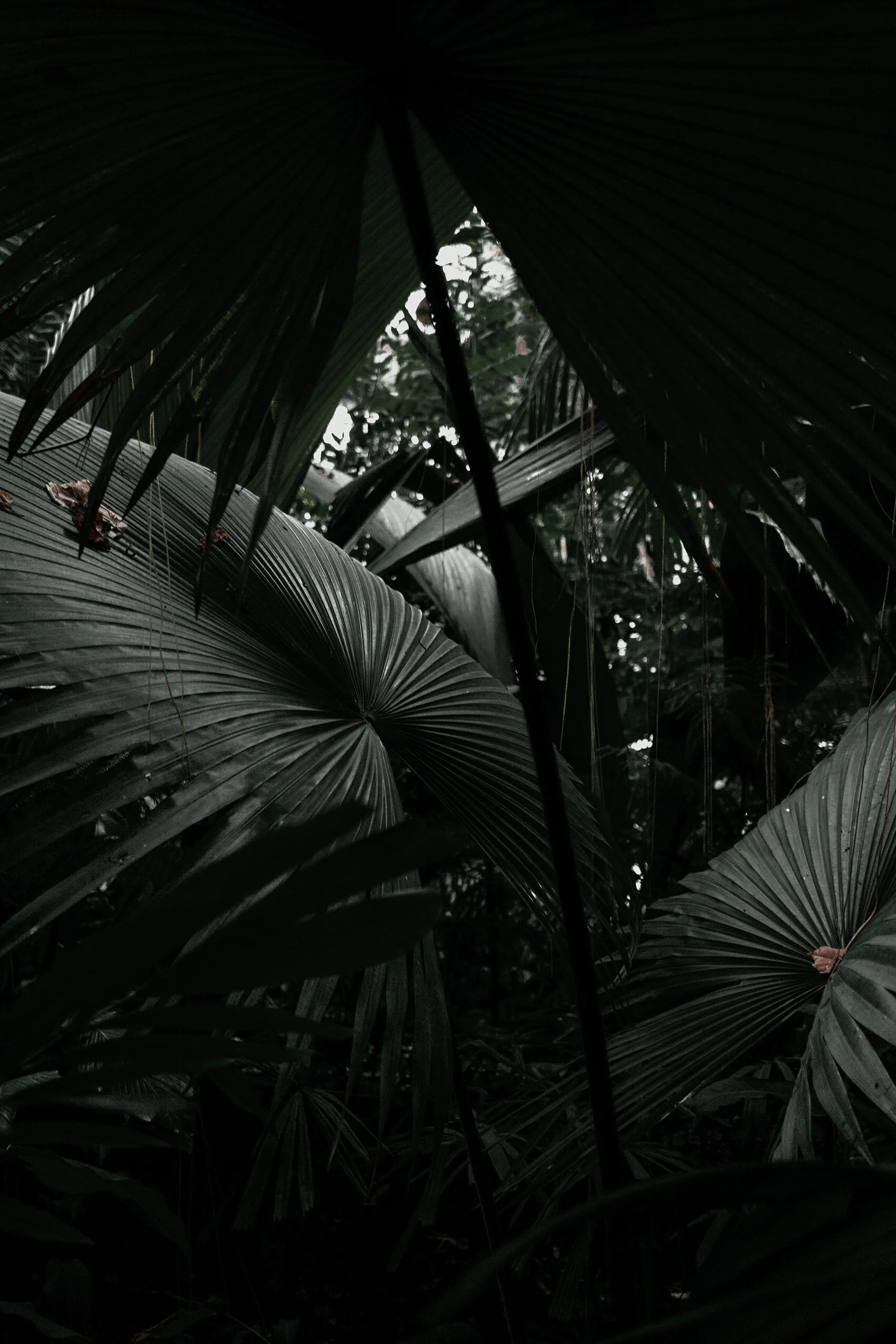 Grey light filters onto leaves of large, dark green tropical plant surrounded by black shadows in Atlanta botanical garden, Georgia.