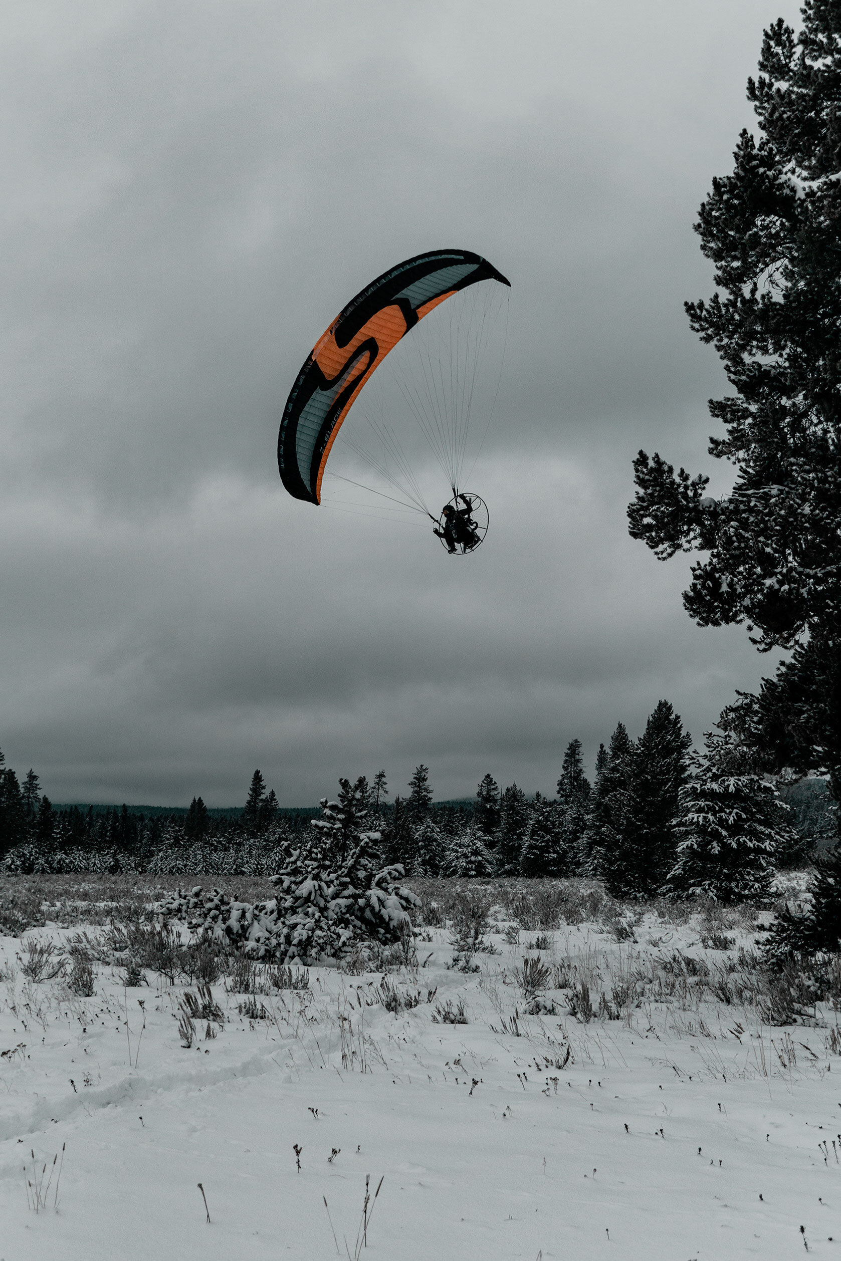 Guy wearing a motor attached to grey, black, and orange paraglider flies over a dark, snow covered pine forest. Island Park, Idaho.