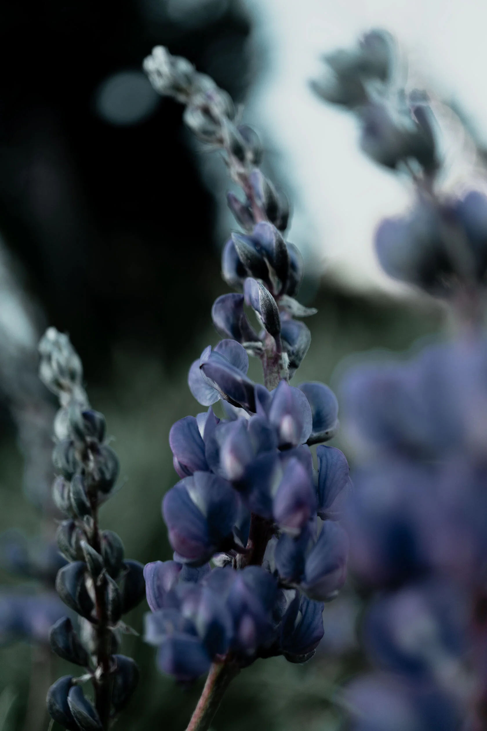 Sequential stalks of purple blue lupine flowers from a bugs eye view up and into the distance. Island Park, Idaho.