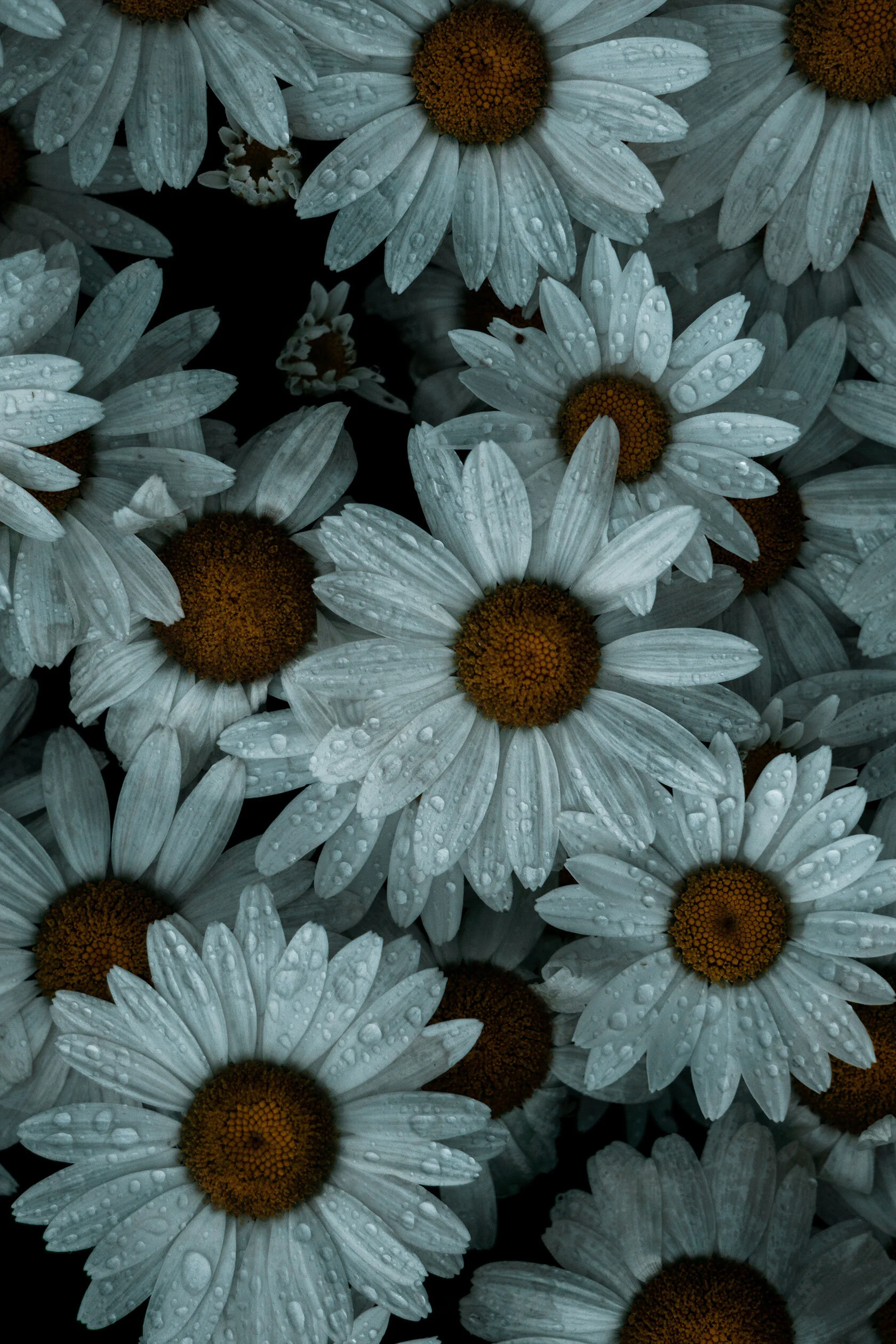 Top down view of water drop covered white daises. Clean, slightly blue, light falls across the scene. Pocatello, Idaho.