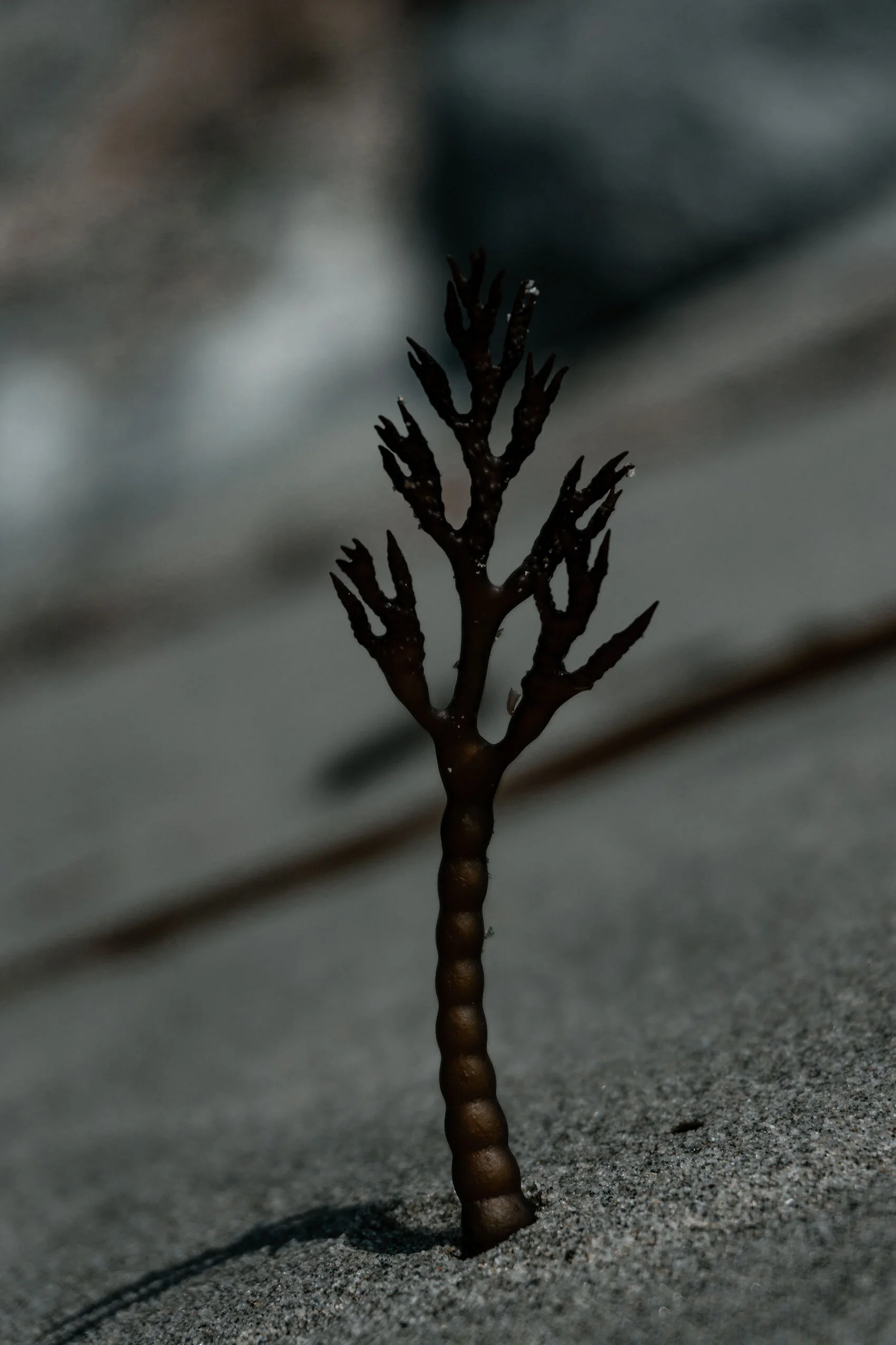 Small piece of kelp or seaweed stuck in grey sand. It looks like a tree growing on the beach. California.