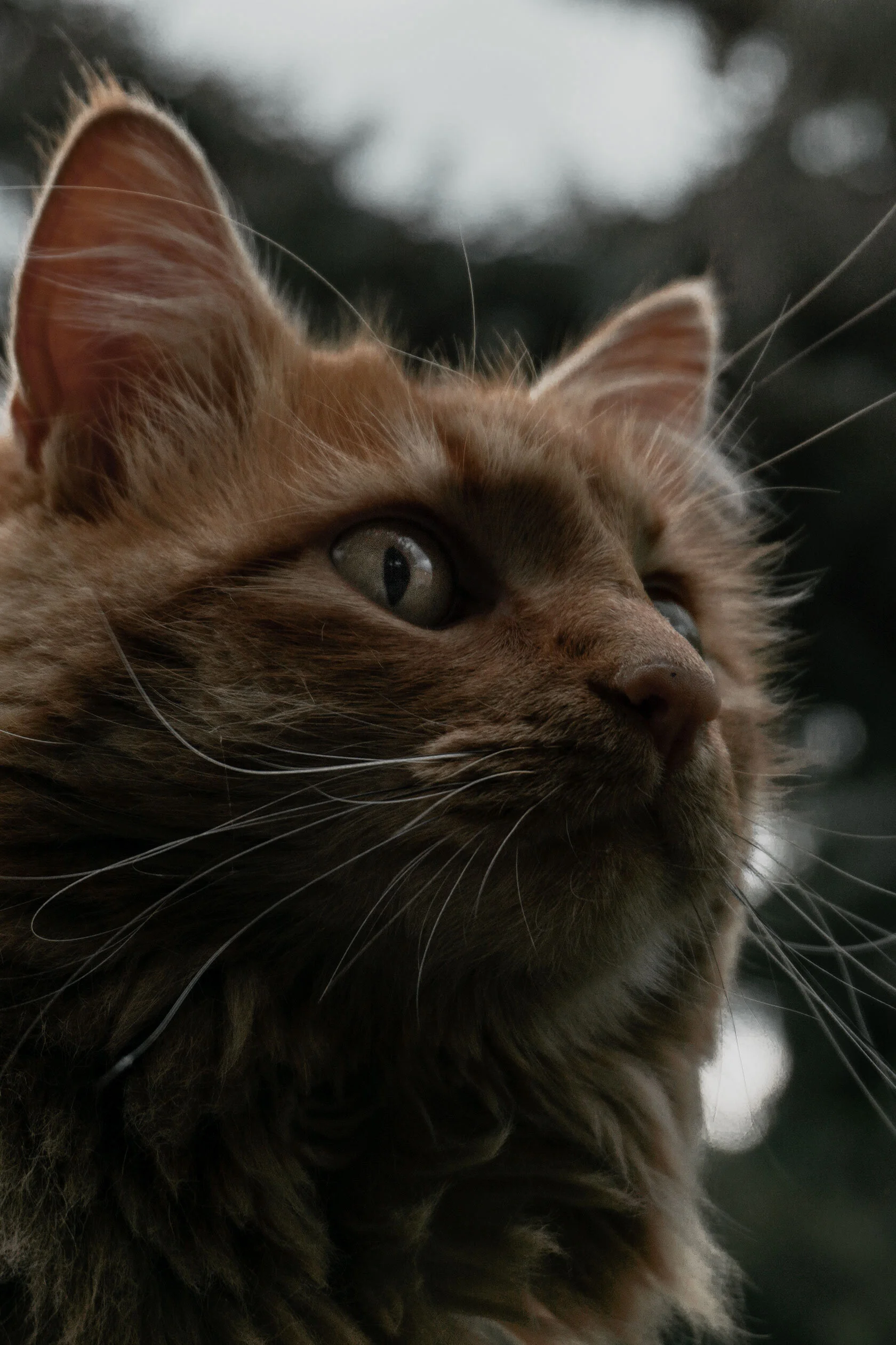 Orange long fur cat looking into the distance against desaturated green background. Pocatello, Idaho.