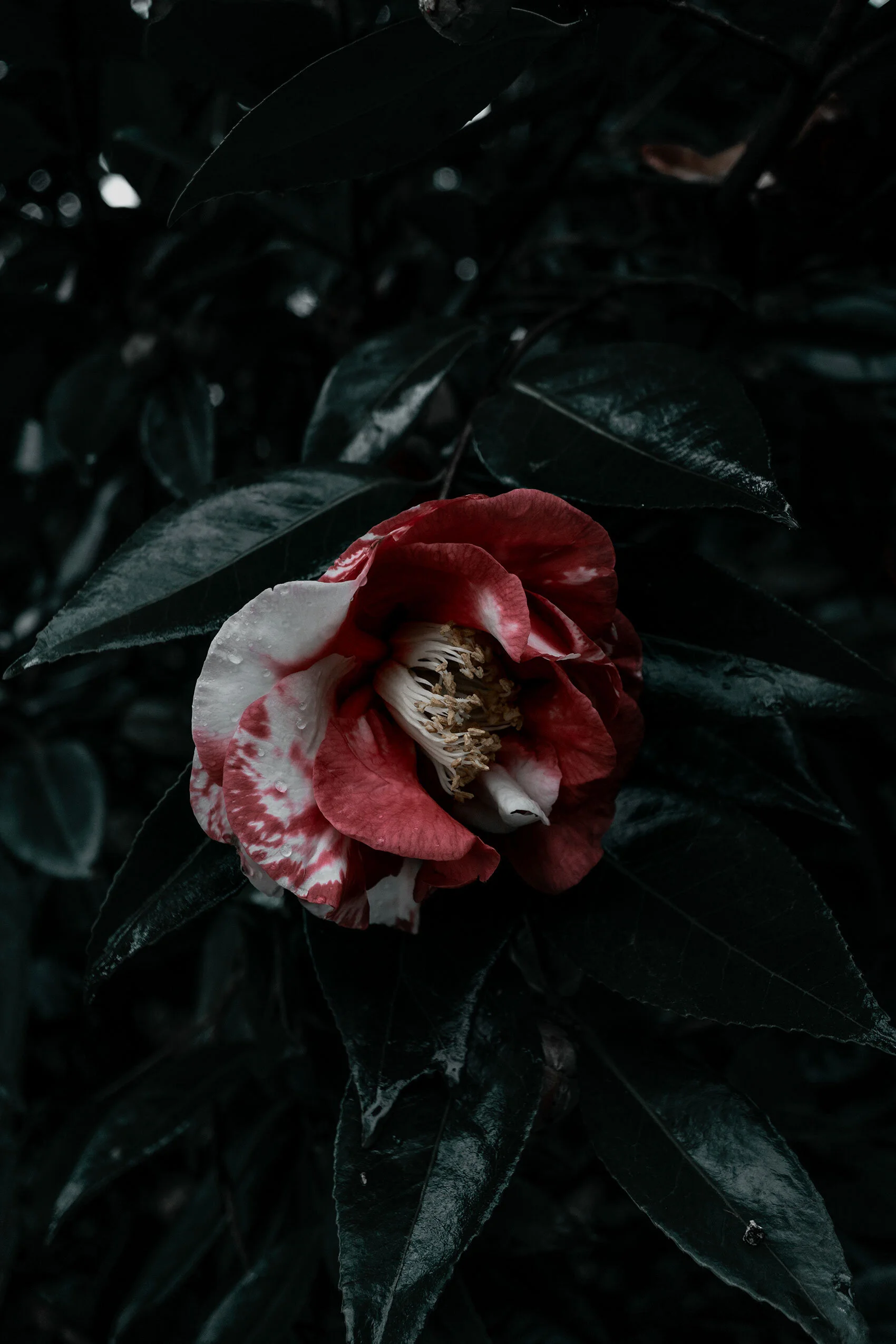 Red and white variegated camellia surrounded by shadows and dark green leaves, Georgia.