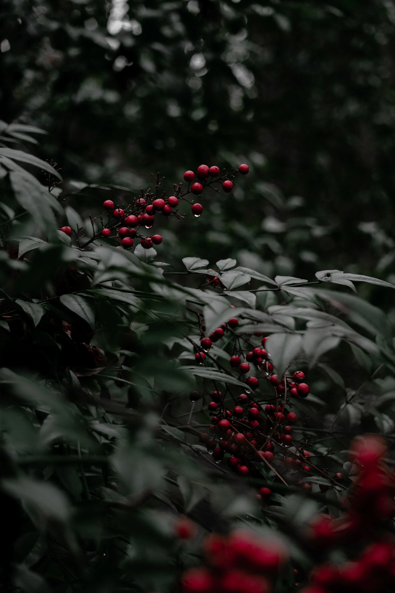 Large plant with green, pointy leaves and bright red berries drips with rain drops. Marietta, Georgia.
