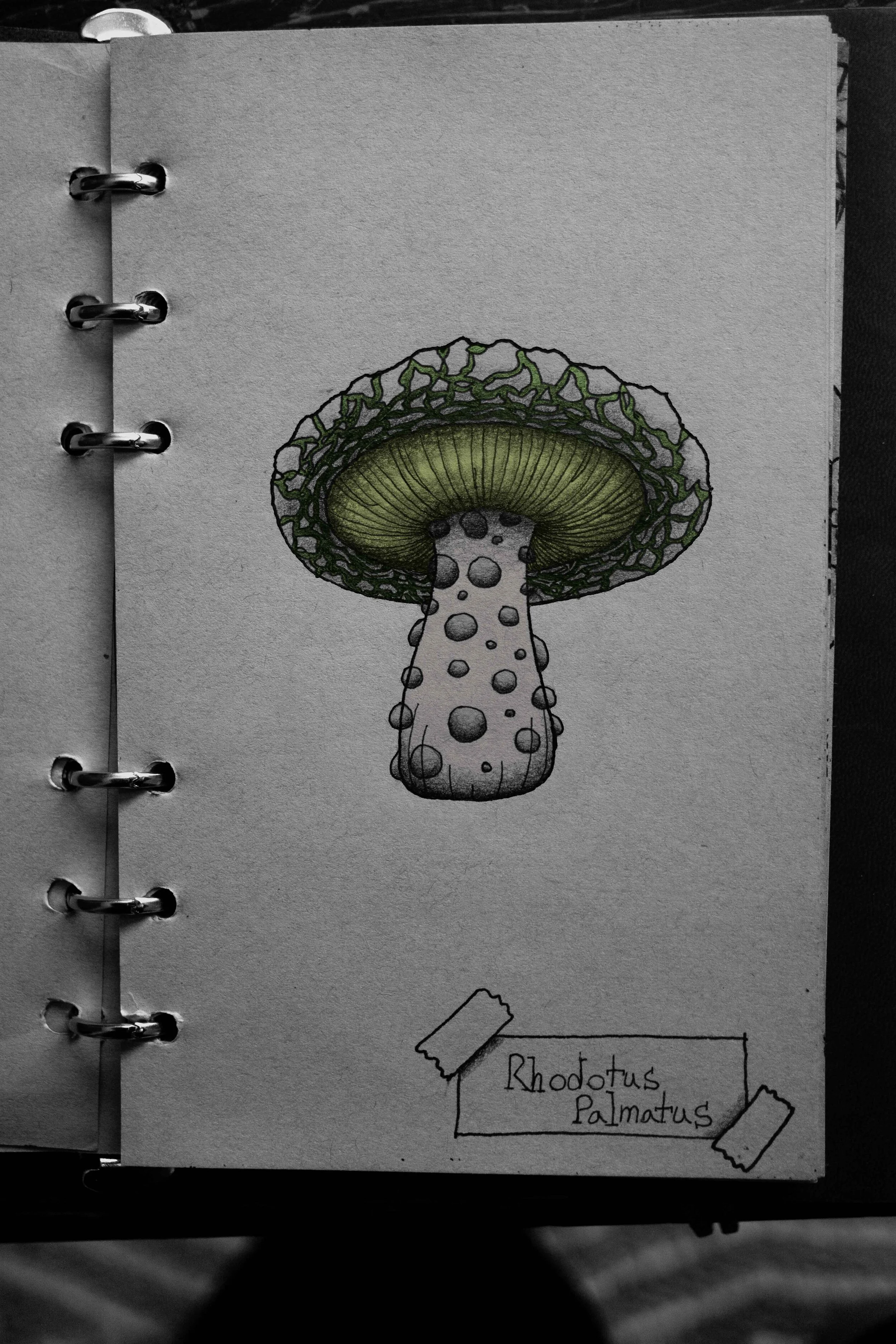 Rhodotus Palmatus mushroom. Digitally colored traditional illustration.