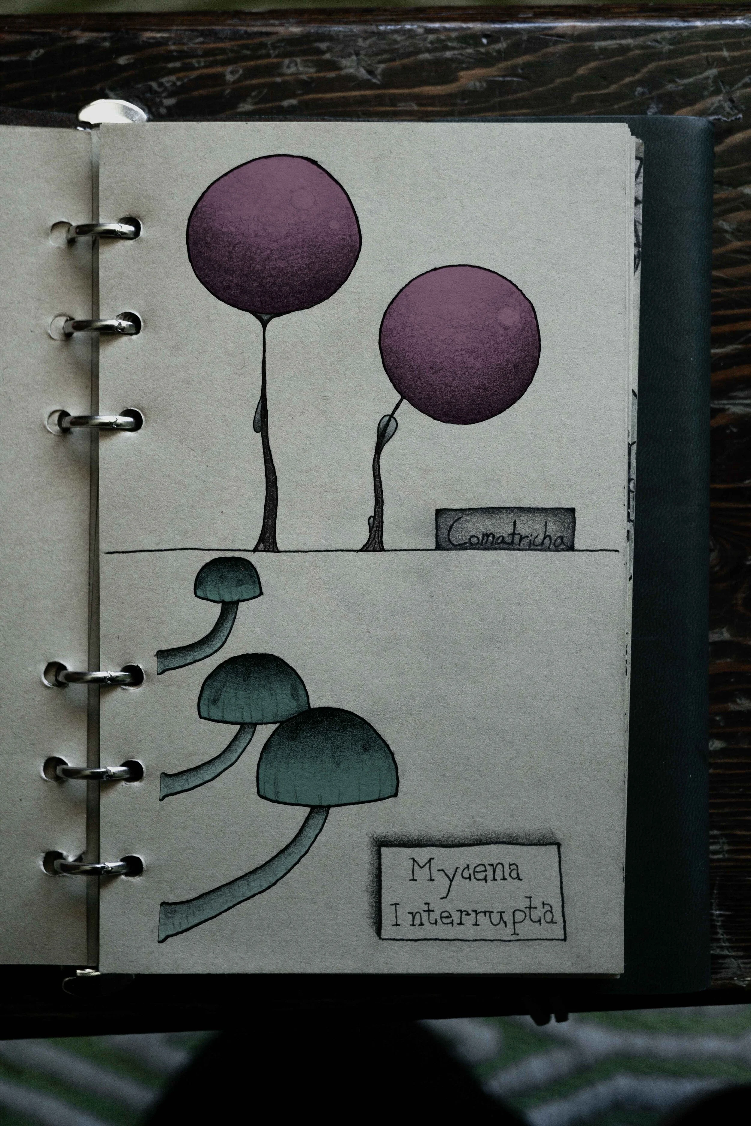 Comatricha slime mold and Mycena Interrupta mushrooms. Digitally colored traditional illustration.