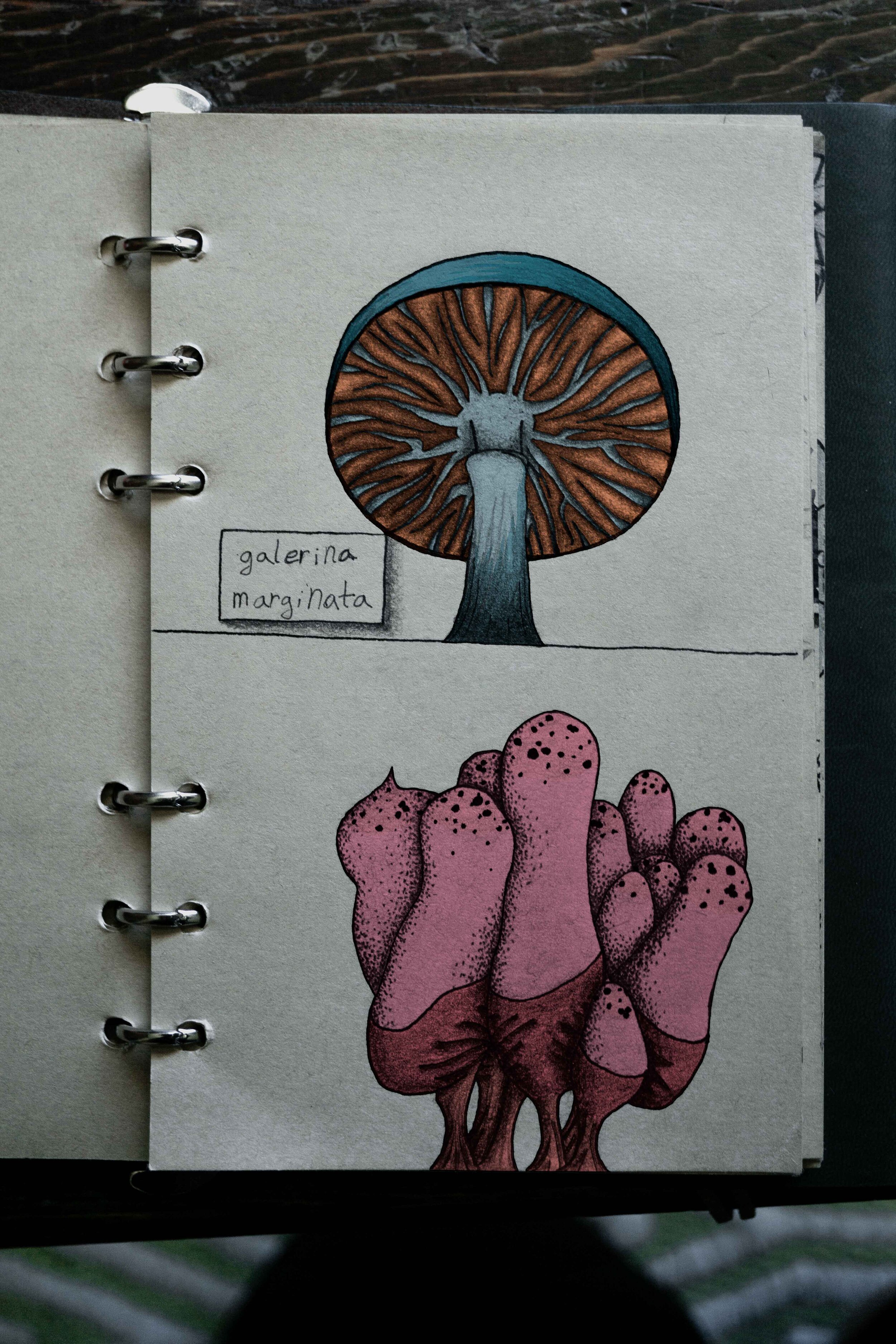 Galerina marginata mushroom and some slime mold. Digitally colored traditional illustration.