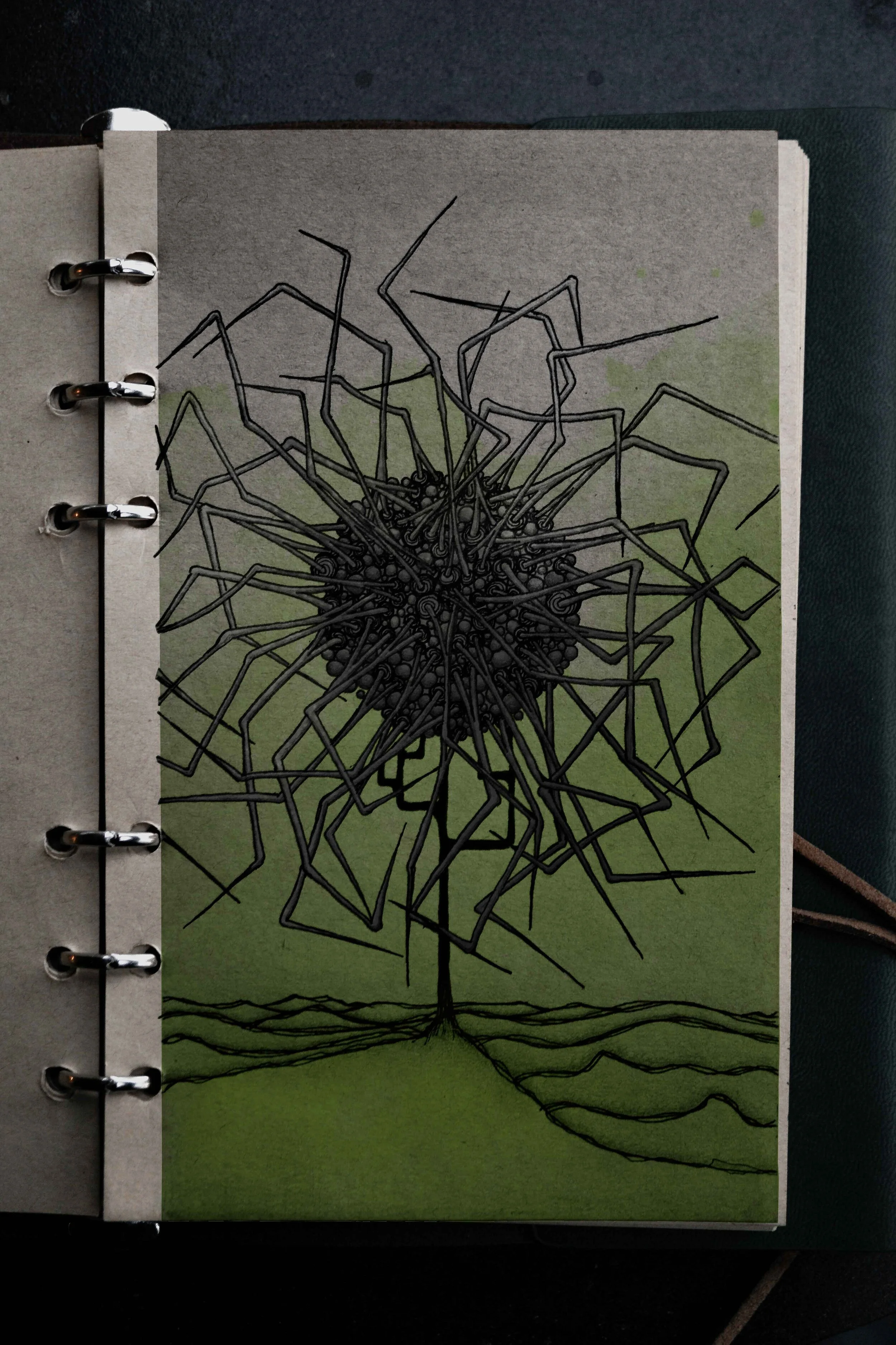 Spider wishberry blossom. Digitally colored traditional illustration.