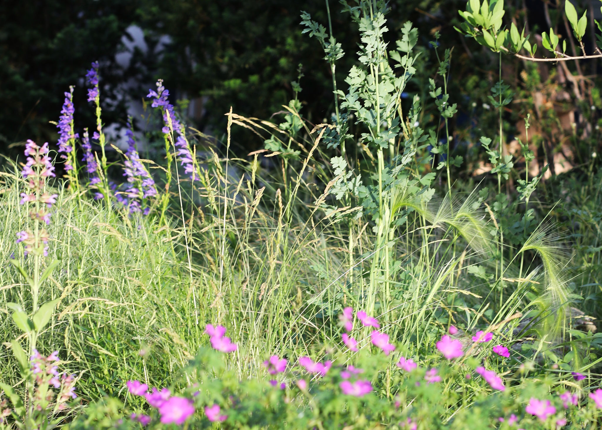 faerie_meadow_wide_penstemon.jpg