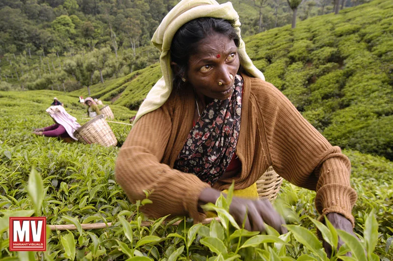 Workers pick tea leaves at a tea plantation in the Ketty Valley in the Nilgiris region of Tamil Nadu, India.