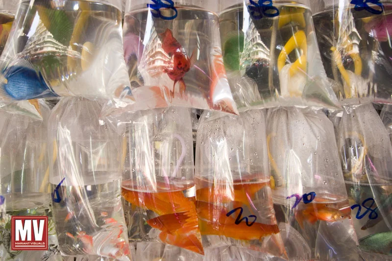 Bags of colorful varieties of fish hang on a display at the goldfish market in Hong Kong.