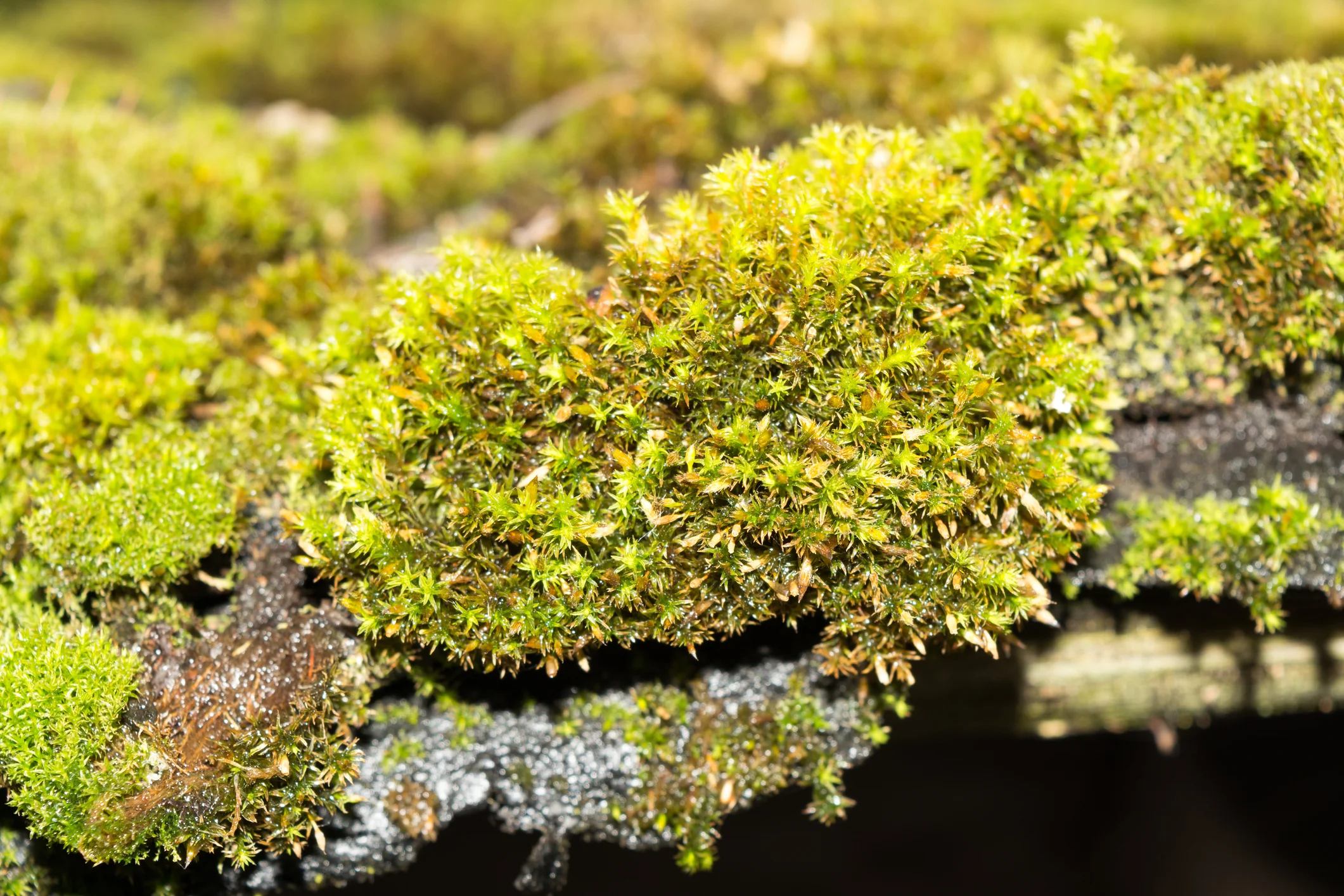 Green moss and algae on slate roof tiles .jpg