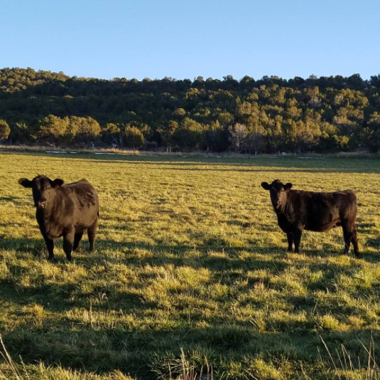 WHF-GRAZING.png