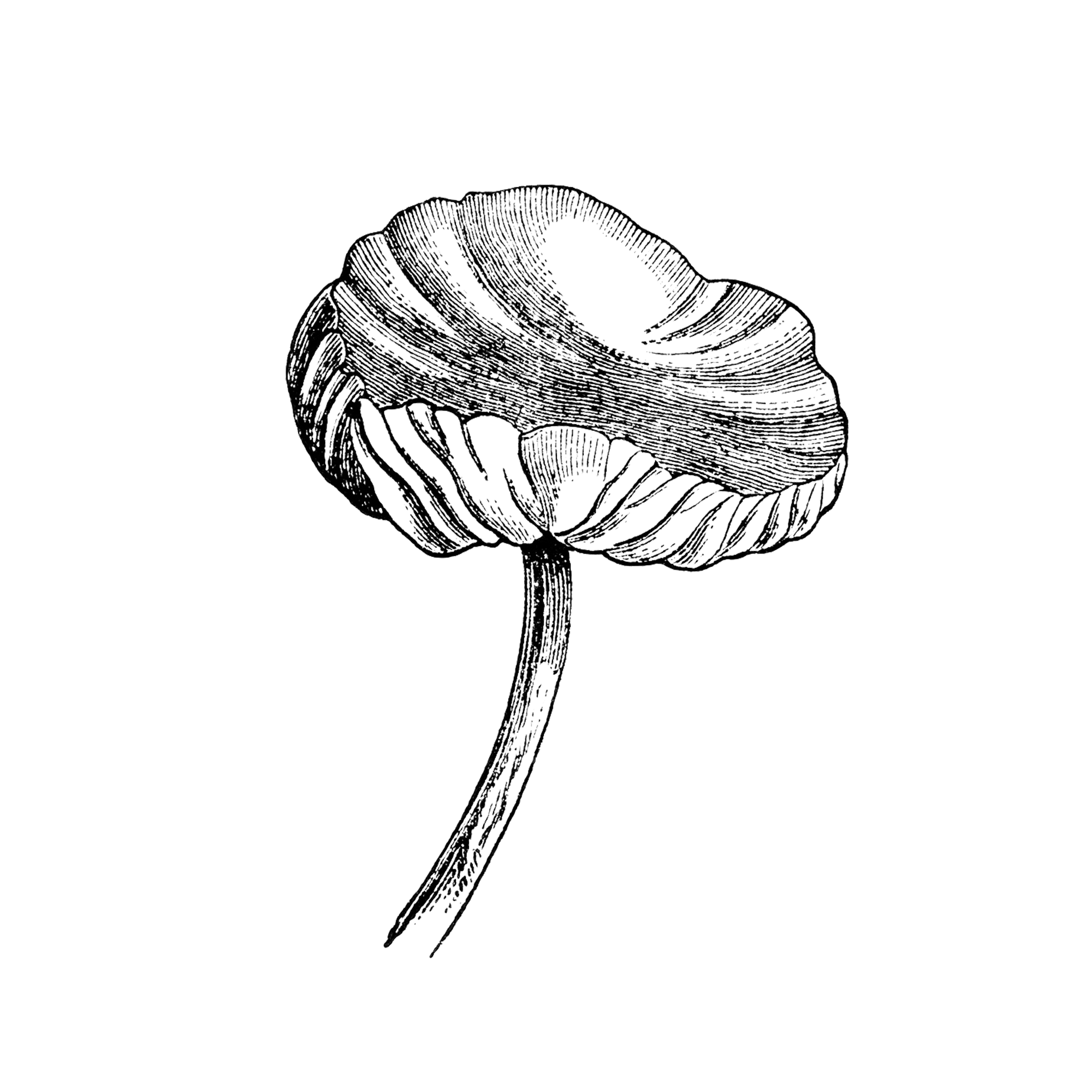mushroom.png