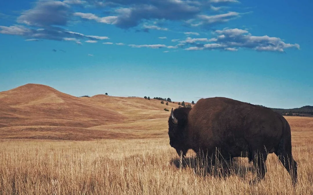 bisonvsbeef-1440x900.jpg