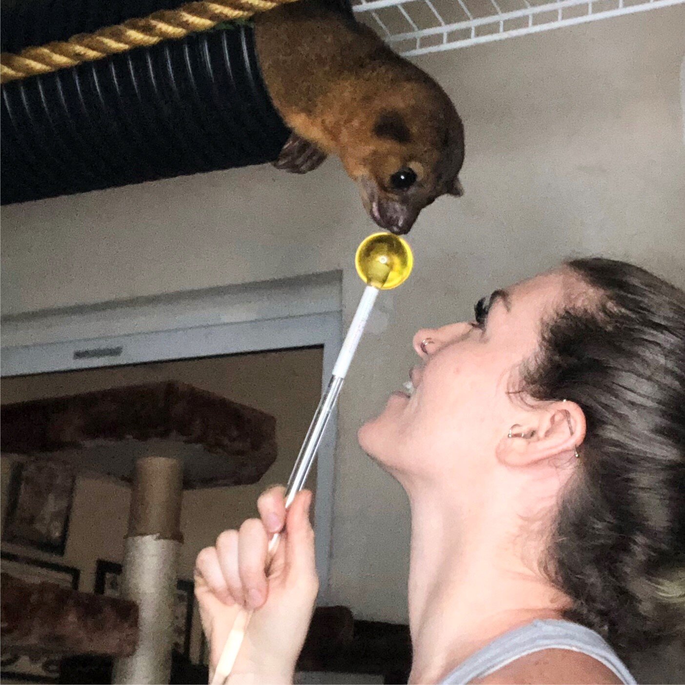 Virtual Kinkajou Training Session - 1 hour