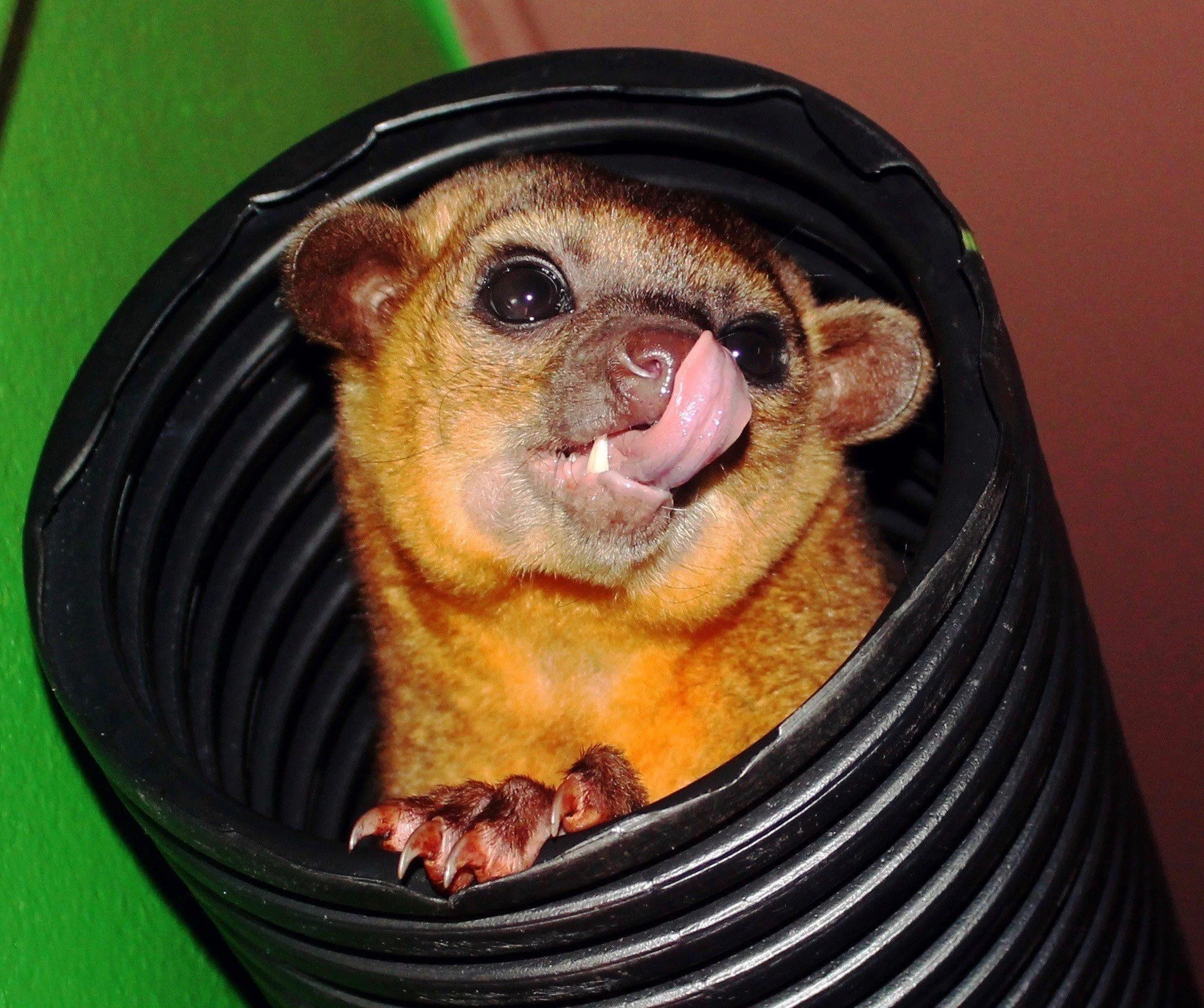 + 1 Person to Kinkatopia Experiences