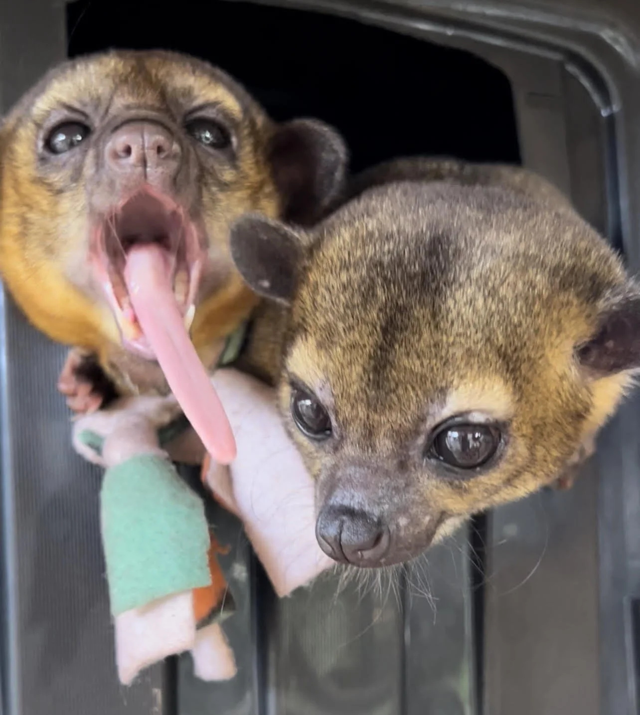 Kinkajous at Kinkatopia Kinkajou Organization in Florida