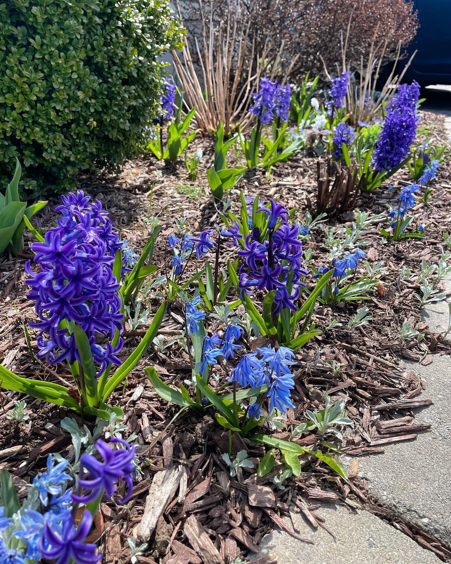 The garden is waking up 🥰 #hyacinth #scilla