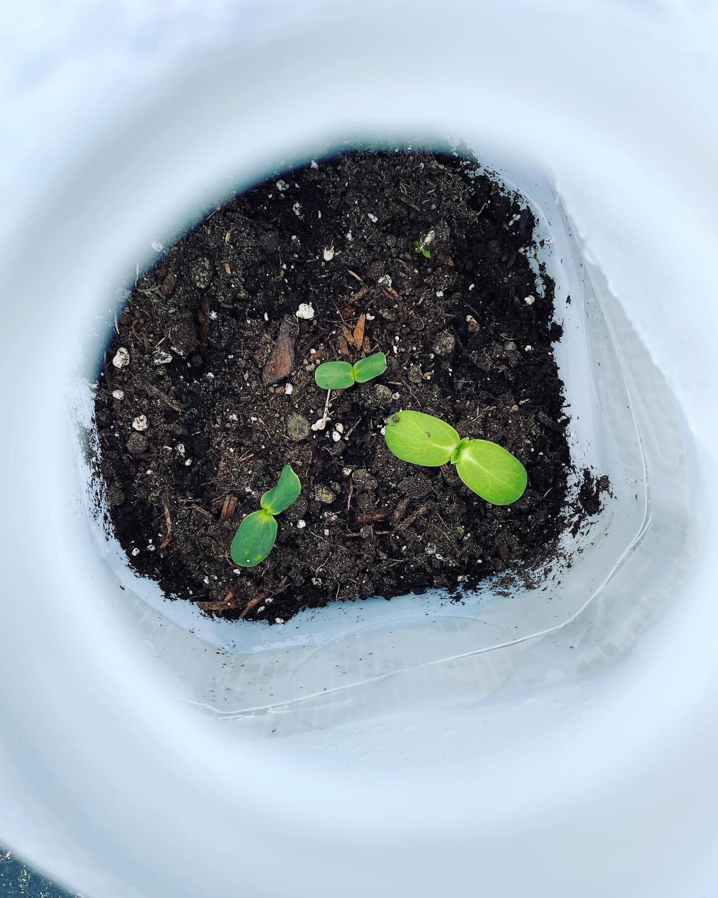 Happy Earth Day, little seedlings! 🌱🌻 

#future #sunflowers