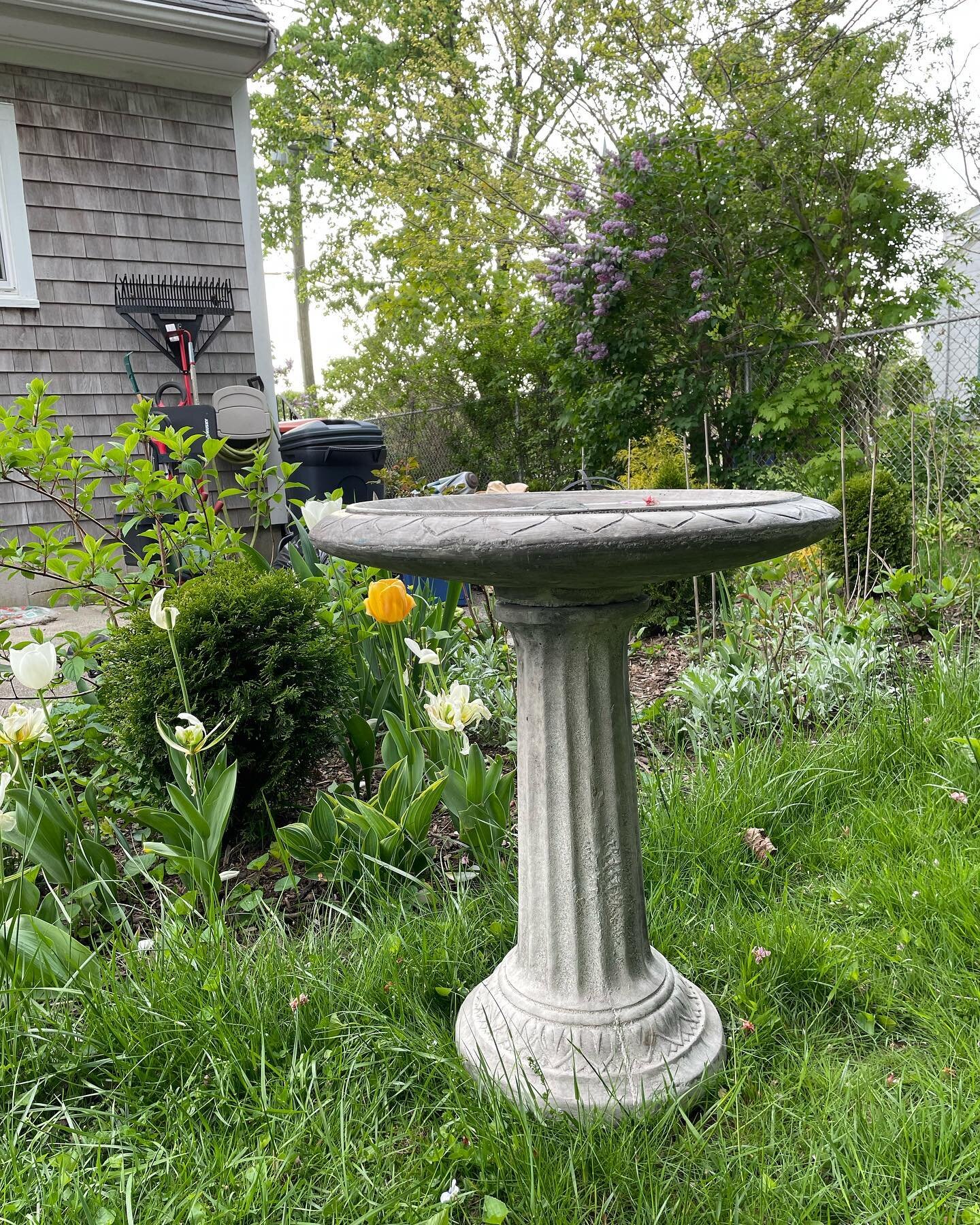 I got the stone bird bath I&rsquo;ve been wanting for my birthday! Also, the bird house that&rsquo;s been vacant for years finally seems to have a guest 👀 #birding