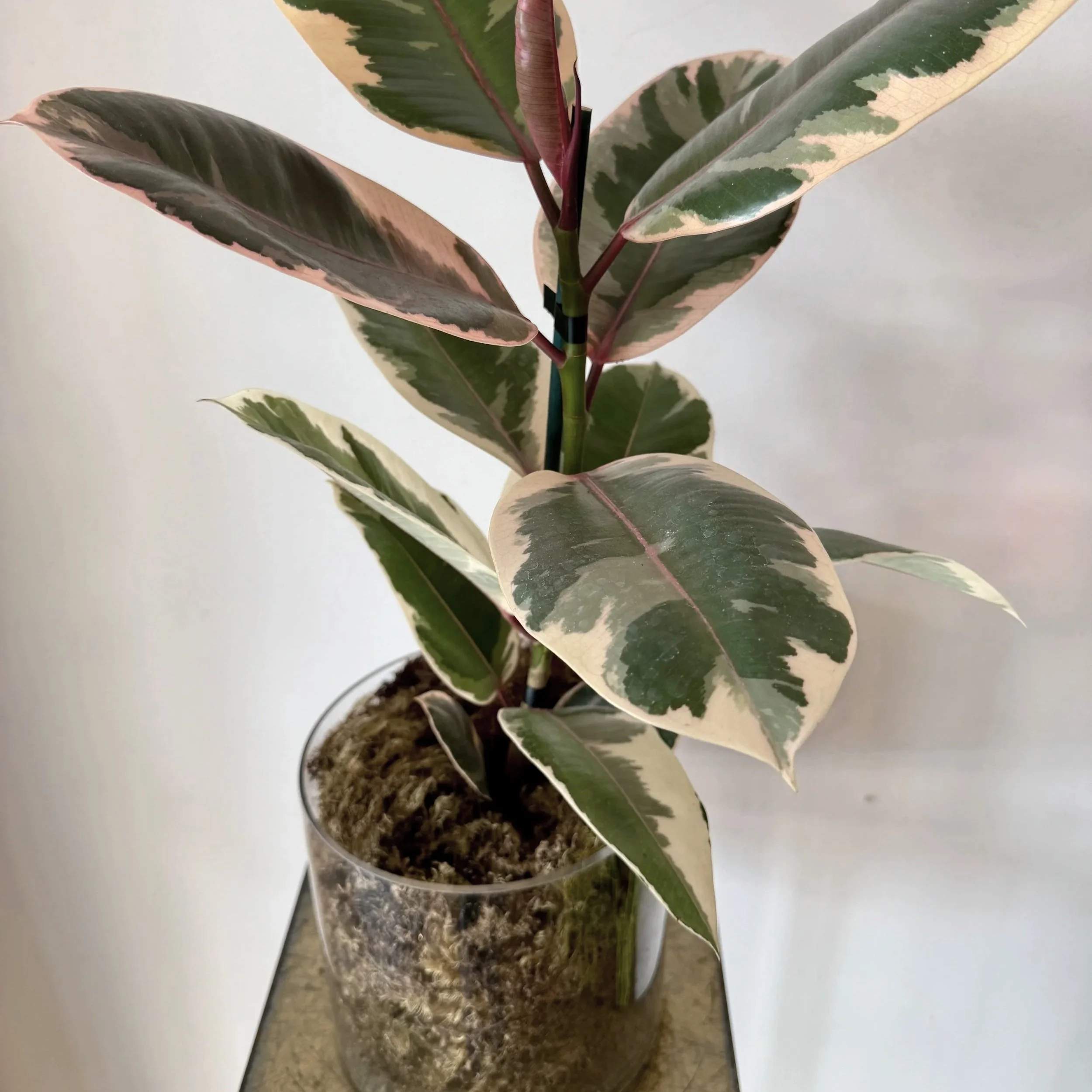 indoor+plants+dunedin+florist+delivery+%282%29.jpg