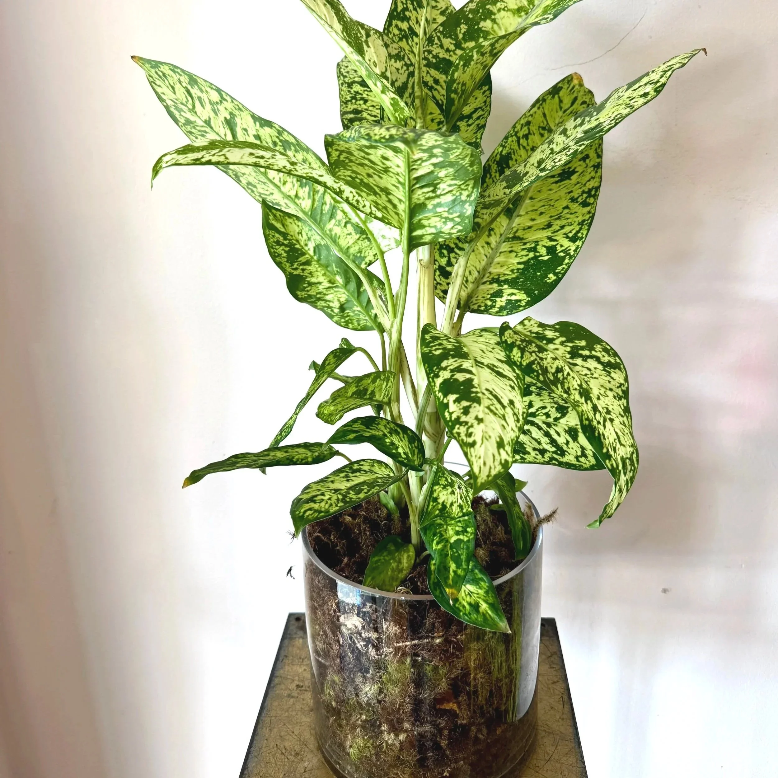 indoor%2Bplants%2Bdunedin%2Bflorist%2Bdelivery%2B%25283%2529.jpg