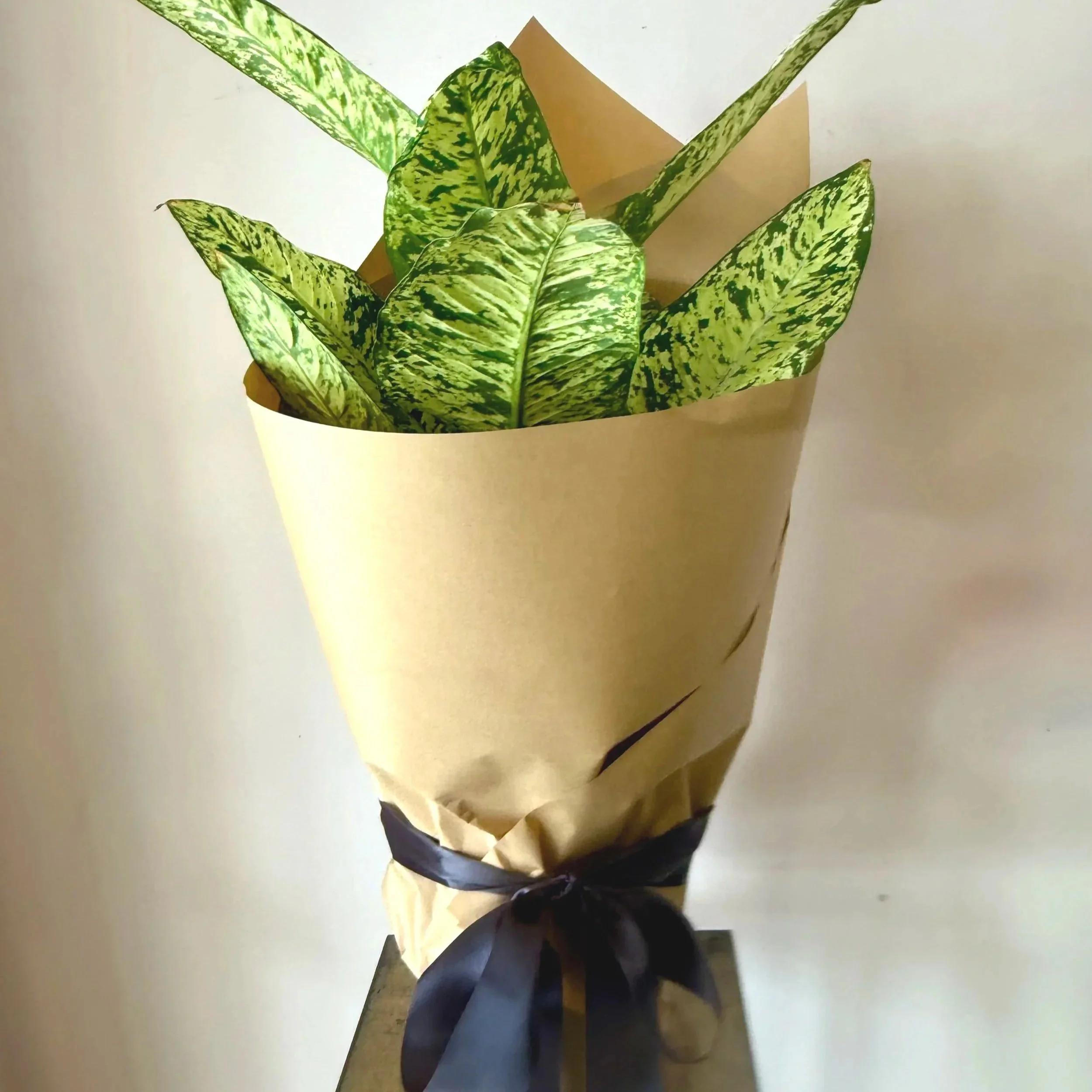 indoor%2Bplants%2Bdunedin%2Bflorist%2Bdelivery%2B%25281%2529.jpg