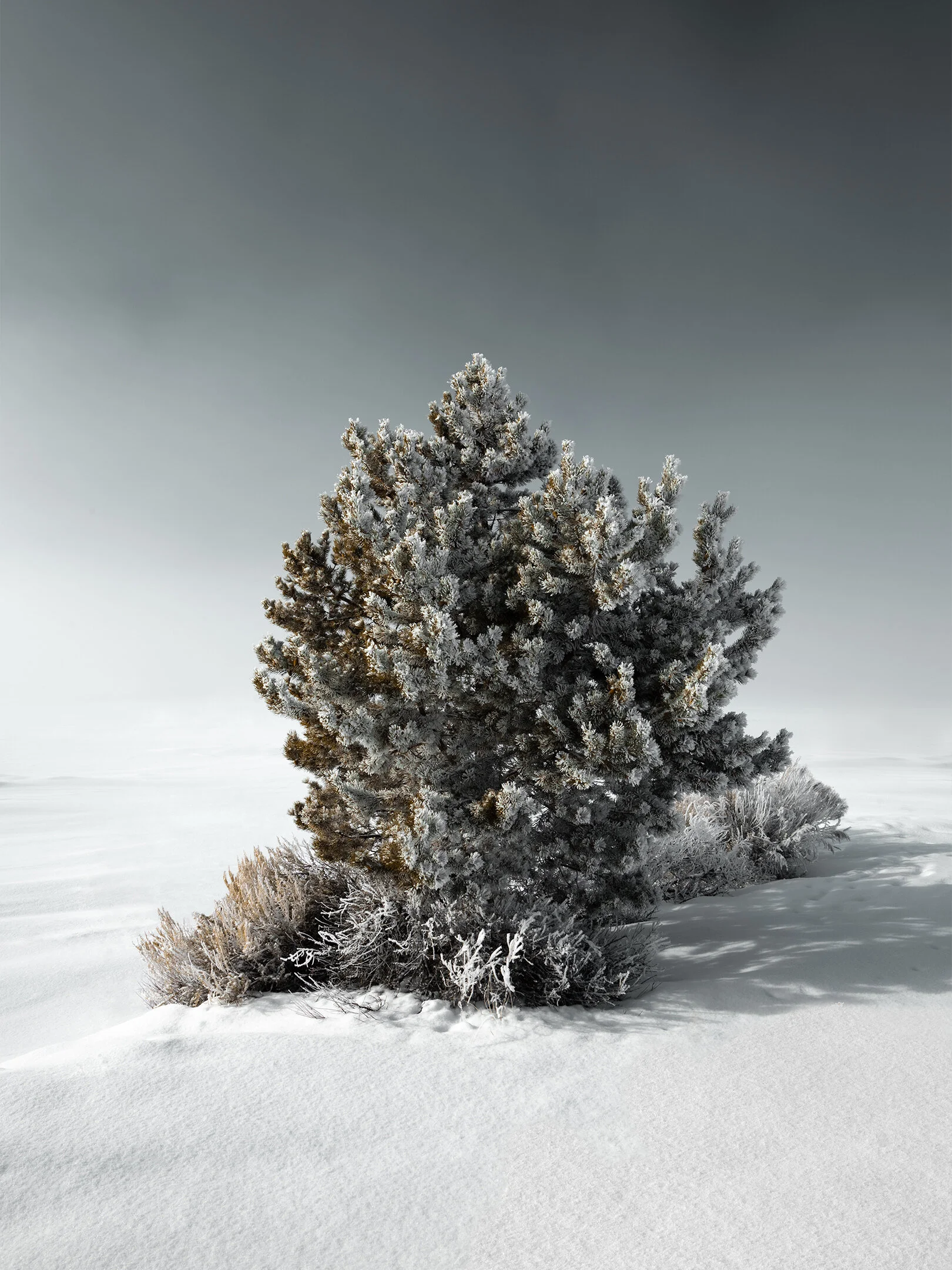 Tree in Solice (2160x1620).jpg