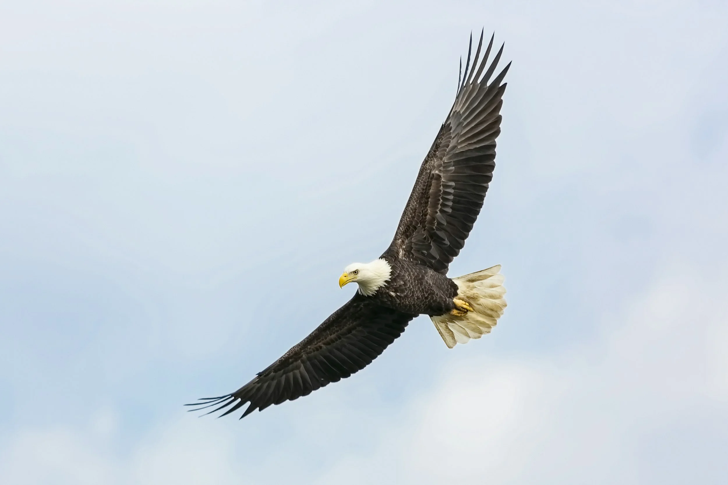 ON EAGLES’ WINGS