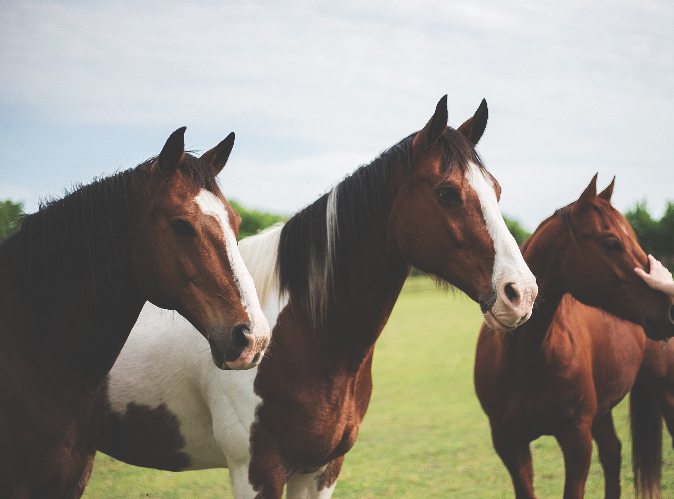 A group of horses
