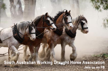 South Australian Working Draught Horse Association
