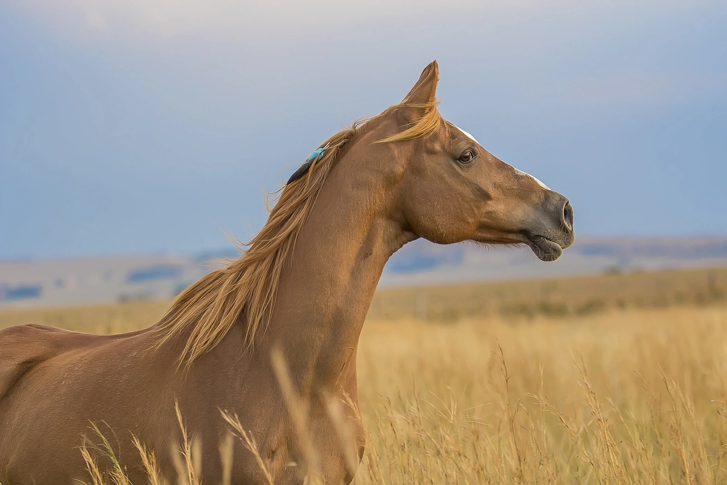 Horse looking away
