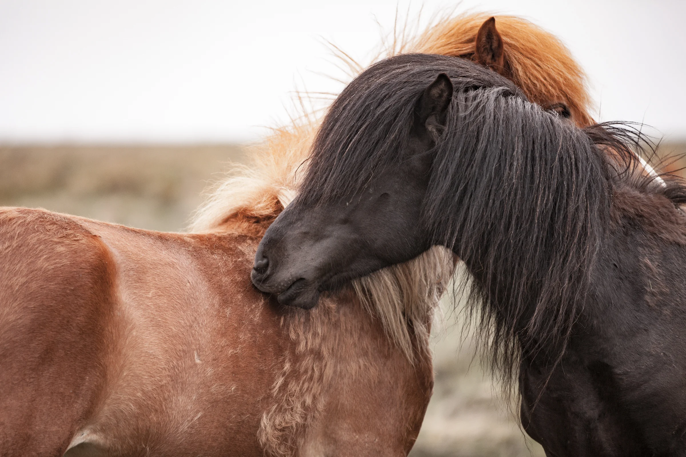 Two horses together