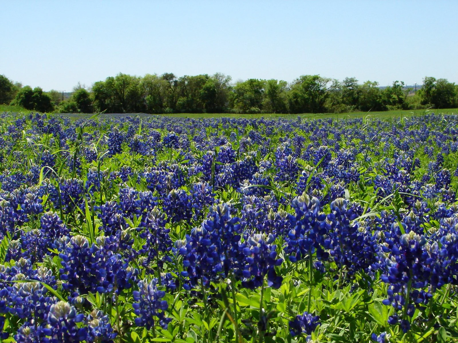 texas-bluebonnets-5-1372870.jpg