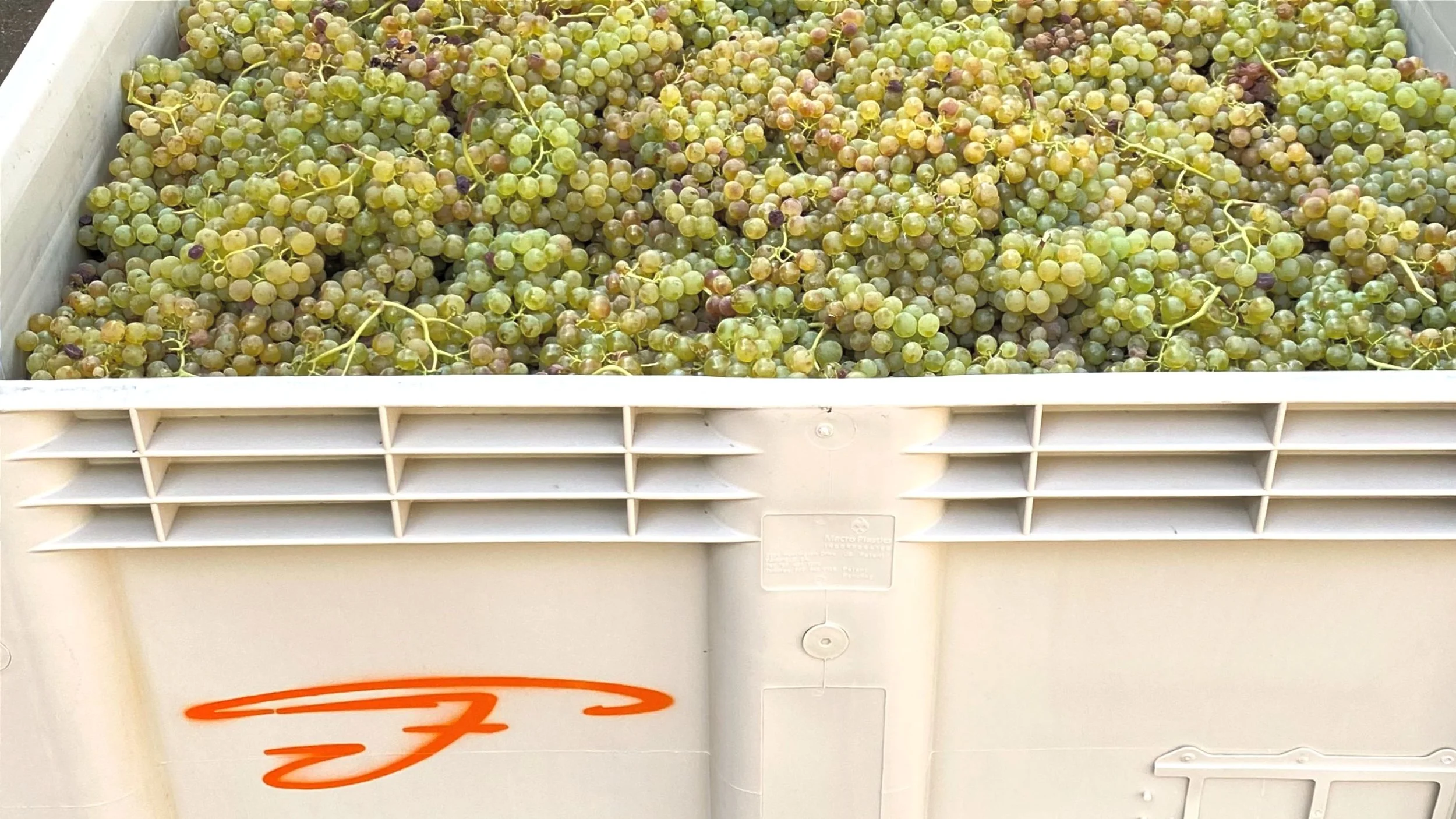 Fall 2022: Filomena Wine Co. Release Letter