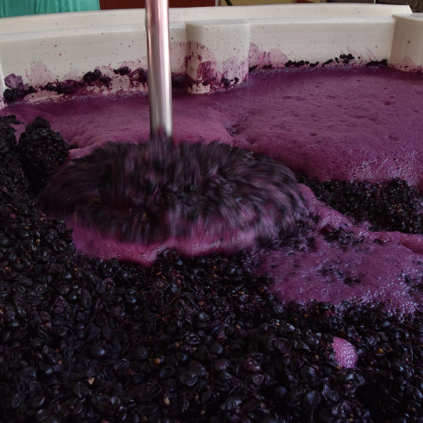 Harvest 2022: Punching down the latest vintage of @riccivineyards St. Laurent. It so awesome to play with these grapes year after year and learn as we go. #stlaurent #carneros #carbonicmaceration #riccivineyards