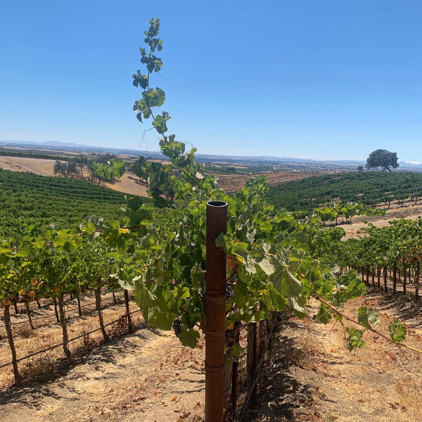 The newest addition to the Filomena vineyard family; Ranchita Canyon Cabernet Pfeffer from San Miguel. Really excited about this wine! #cabpfeffer #estrelladistrict #sanmiguel
